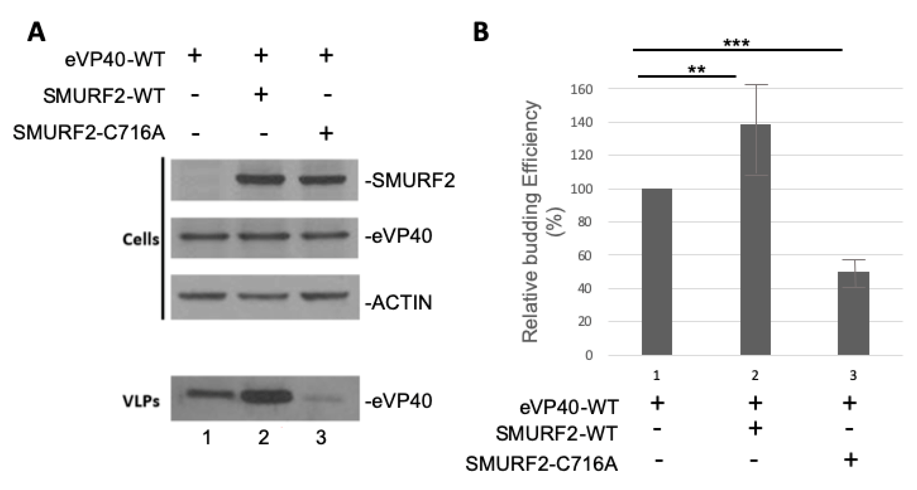 Viruses 13 00288 g005