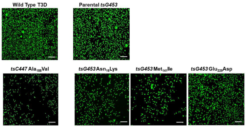 A Single Point Mutation, Asn16→Lys, Dictates the Temperature