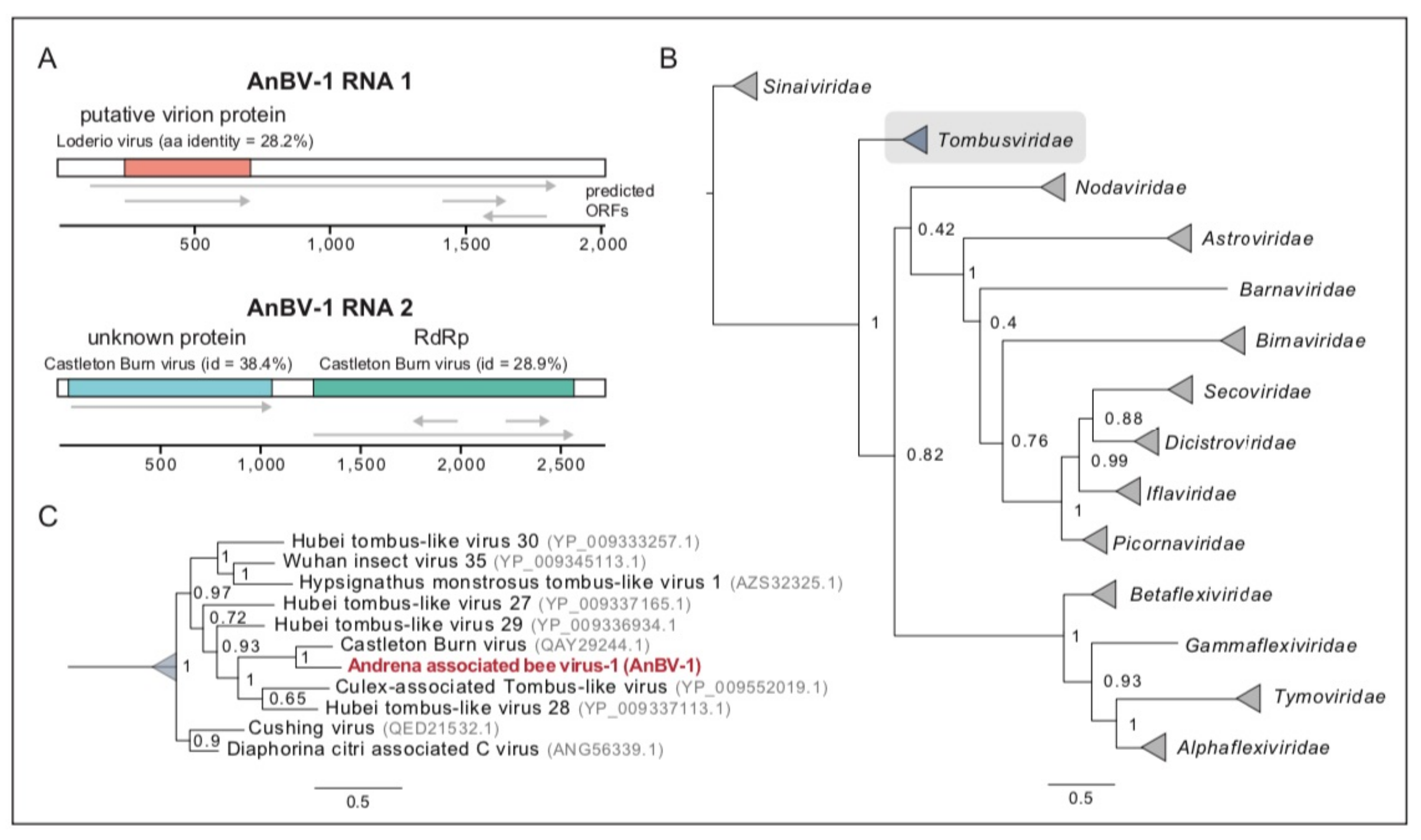 Viruses 13 00291 g003 Viruses 13 00291 g003
