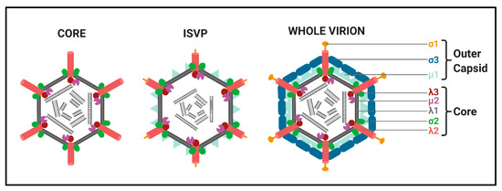 Captivating Perplexities of Spinareovirinae 5′ RNA Caps