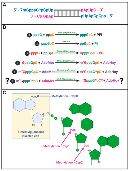 Rna Capping Functions During Infection Encyclopedia Rna Capping Functions During Infection Encyclopedia