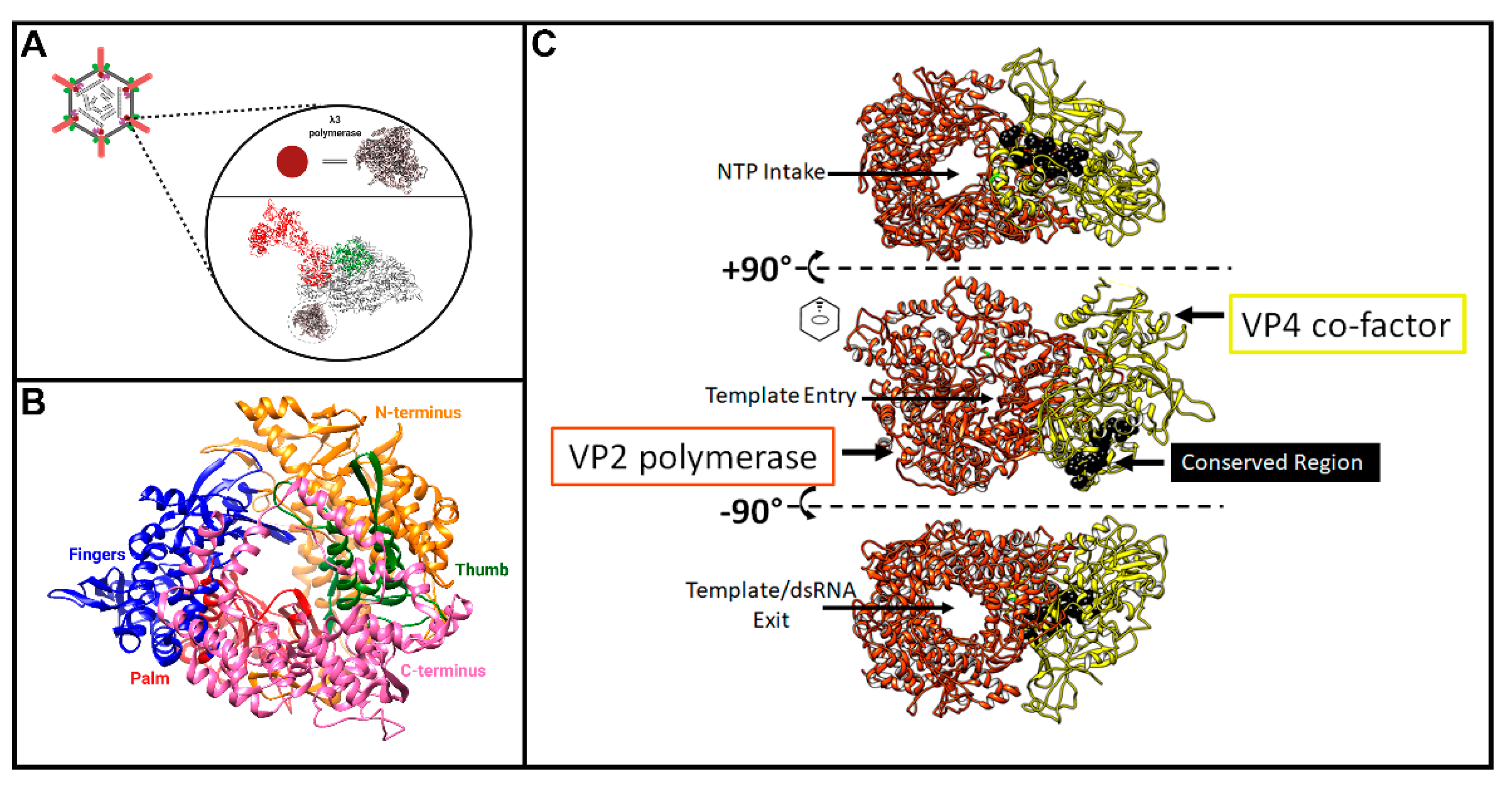 Viruses 13 00294 g005