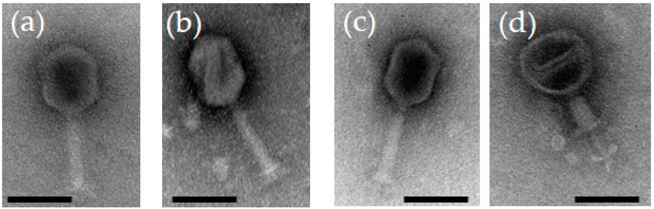 Viruses 13 00296 g001