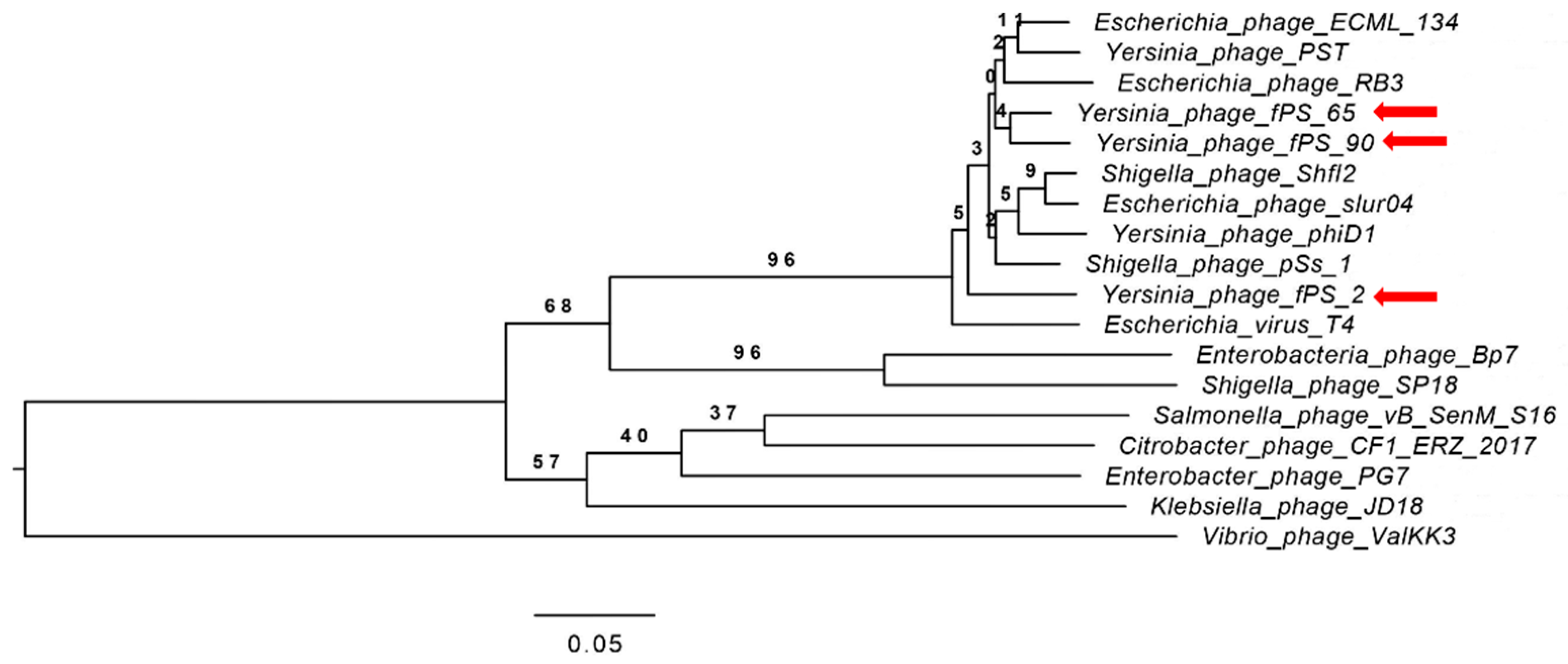 Viruses 13 00296 g003
