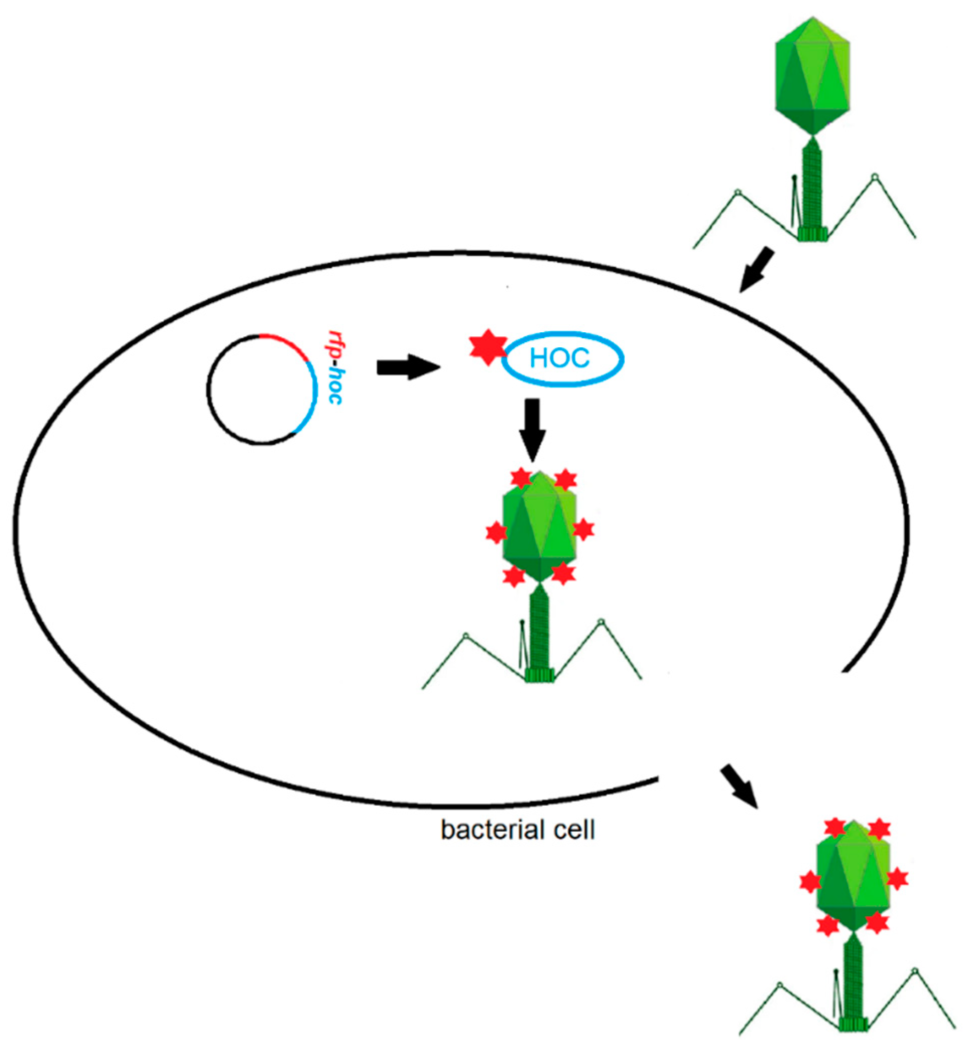 Viruses 13 00297 g002 Viruses 13 00297 g002
