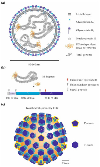 Viruses 13 00299 g001 550