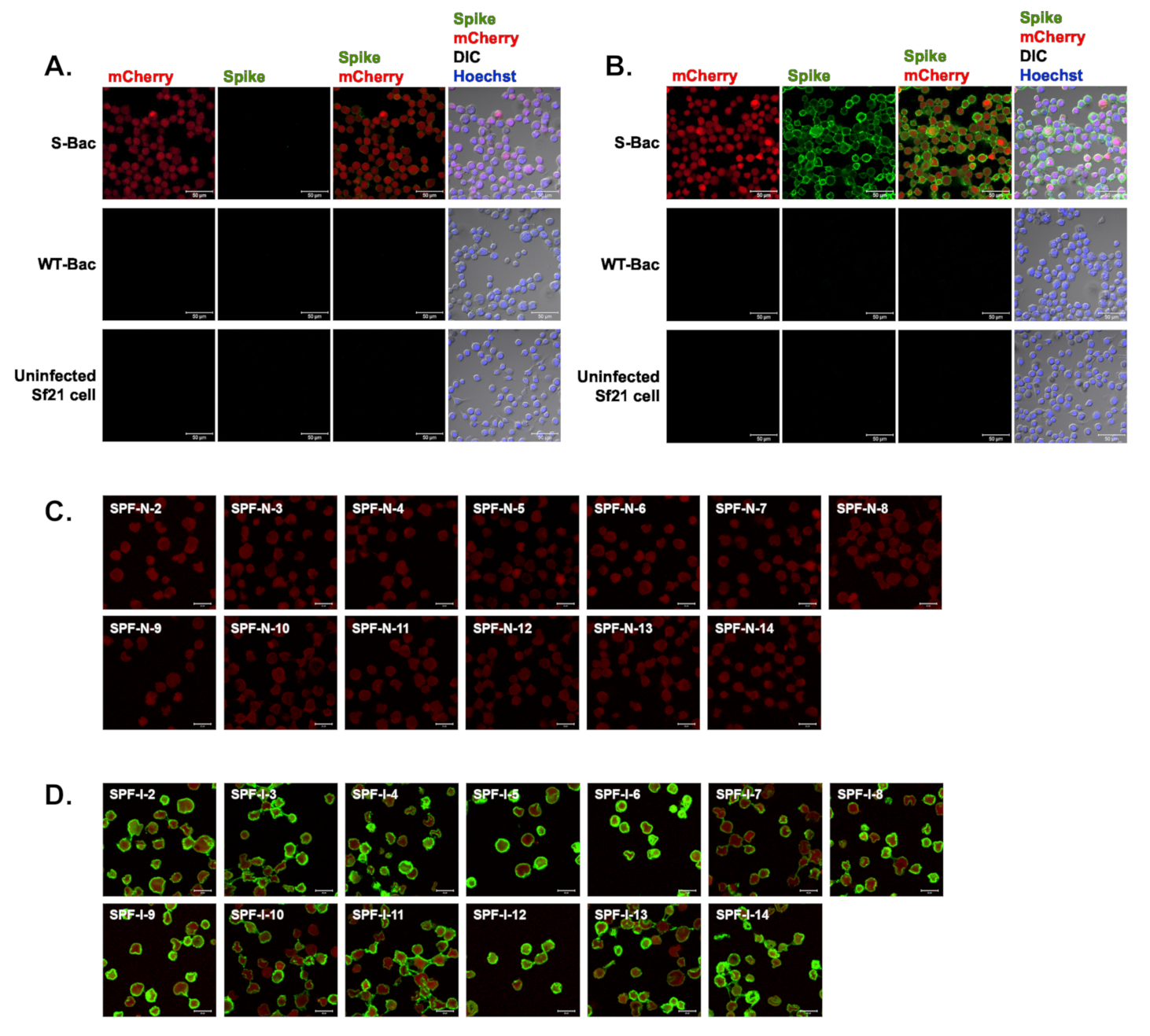 Viruses 13 00303 g004