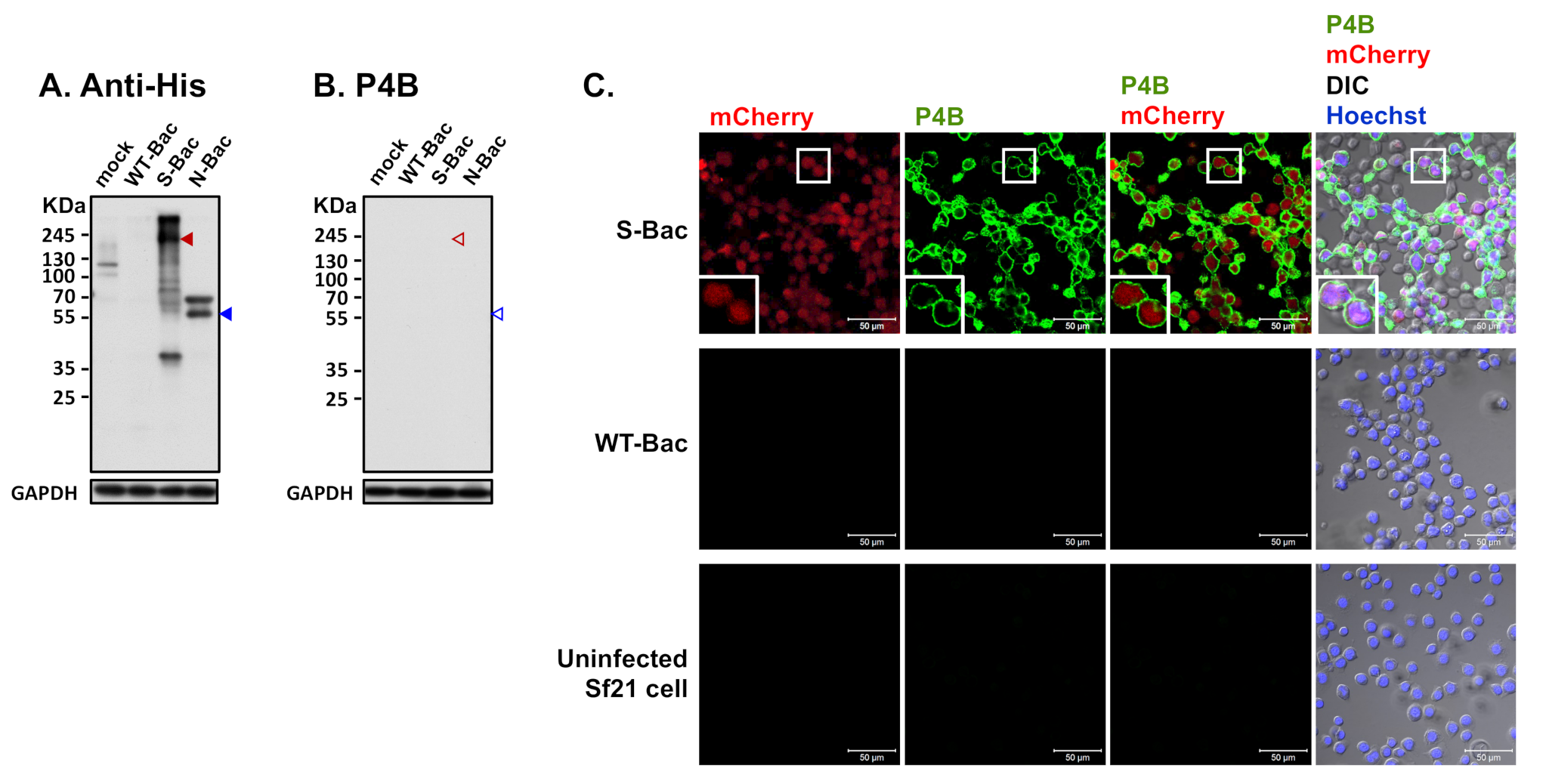 Viruses 13 00303 g005