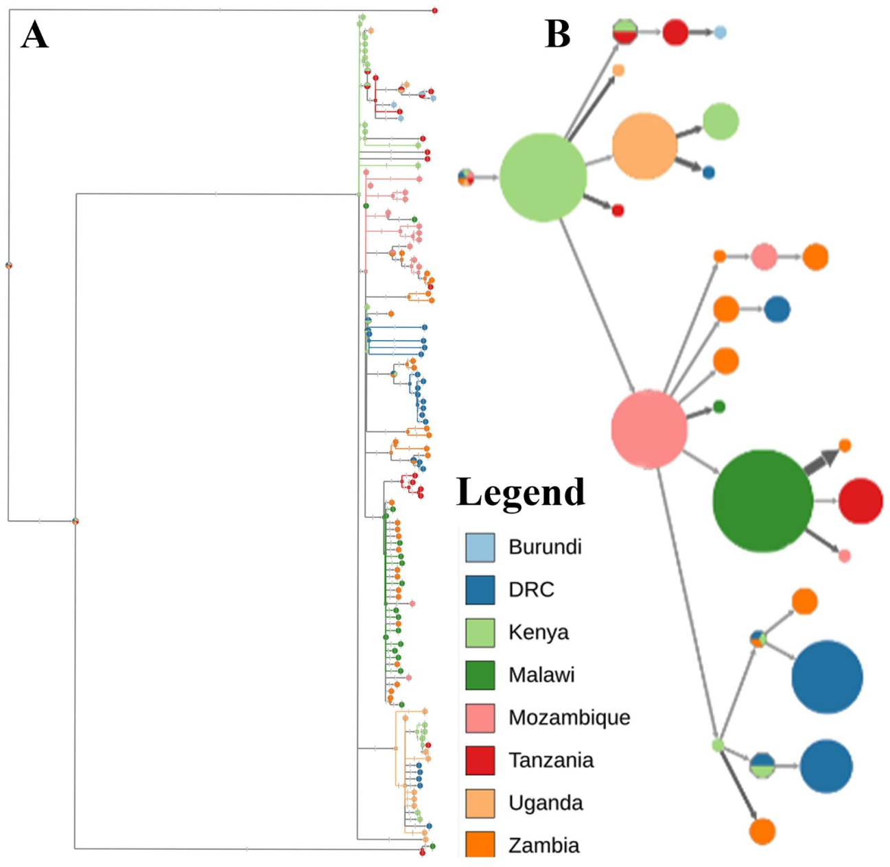 Viruses 13 00306 g003 Viruses 13 00306 g003