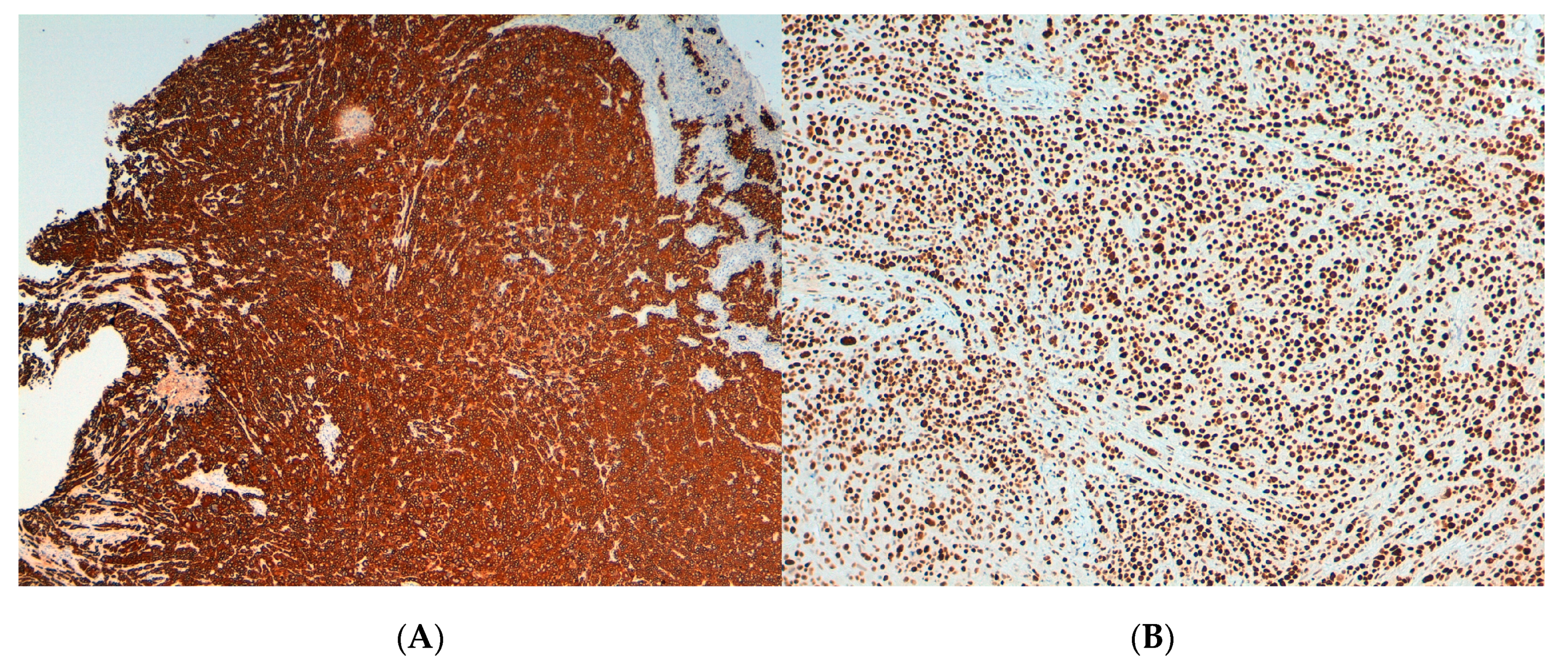 Viruses 13 00307 g002