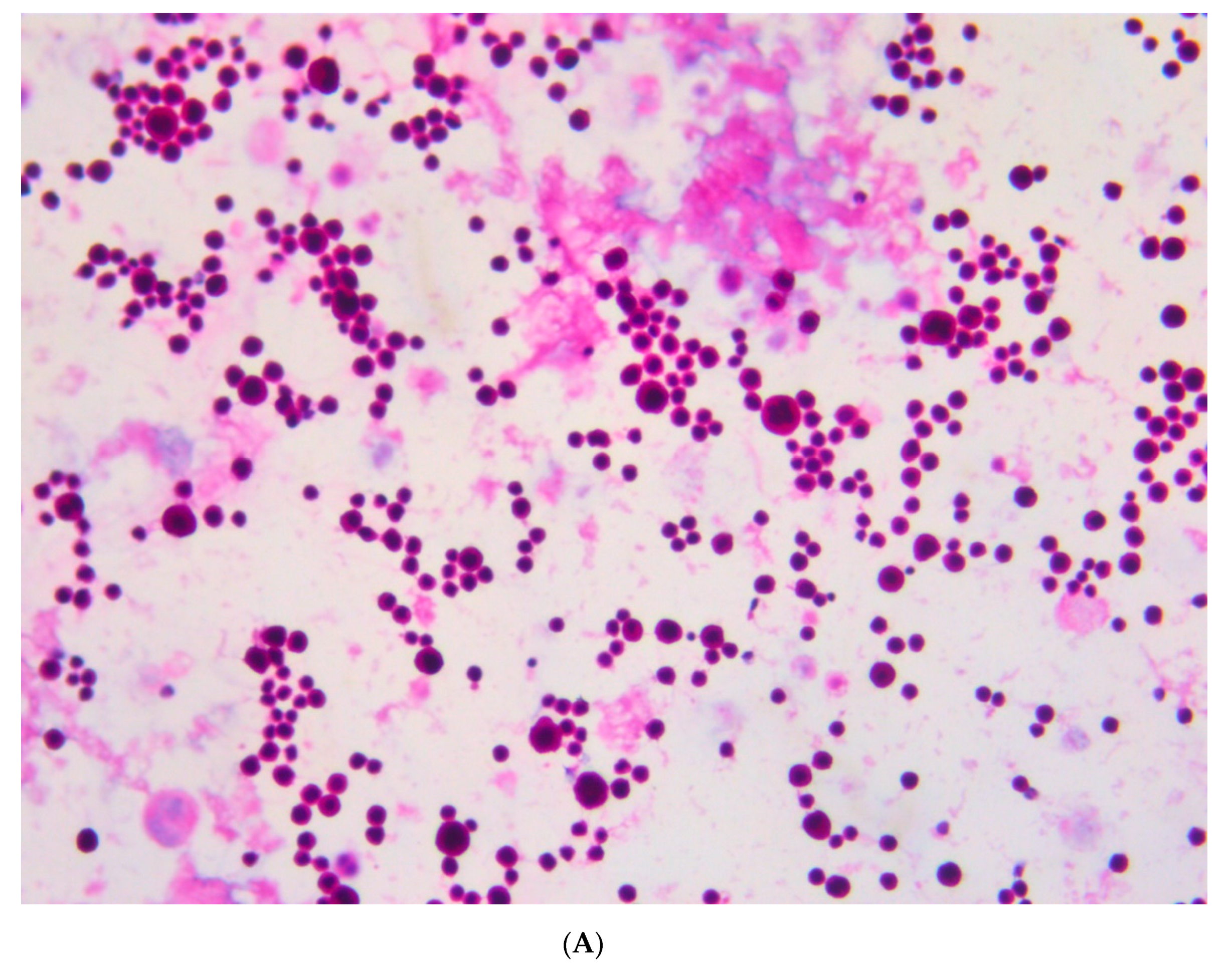 Viruses 13 00307 g003a