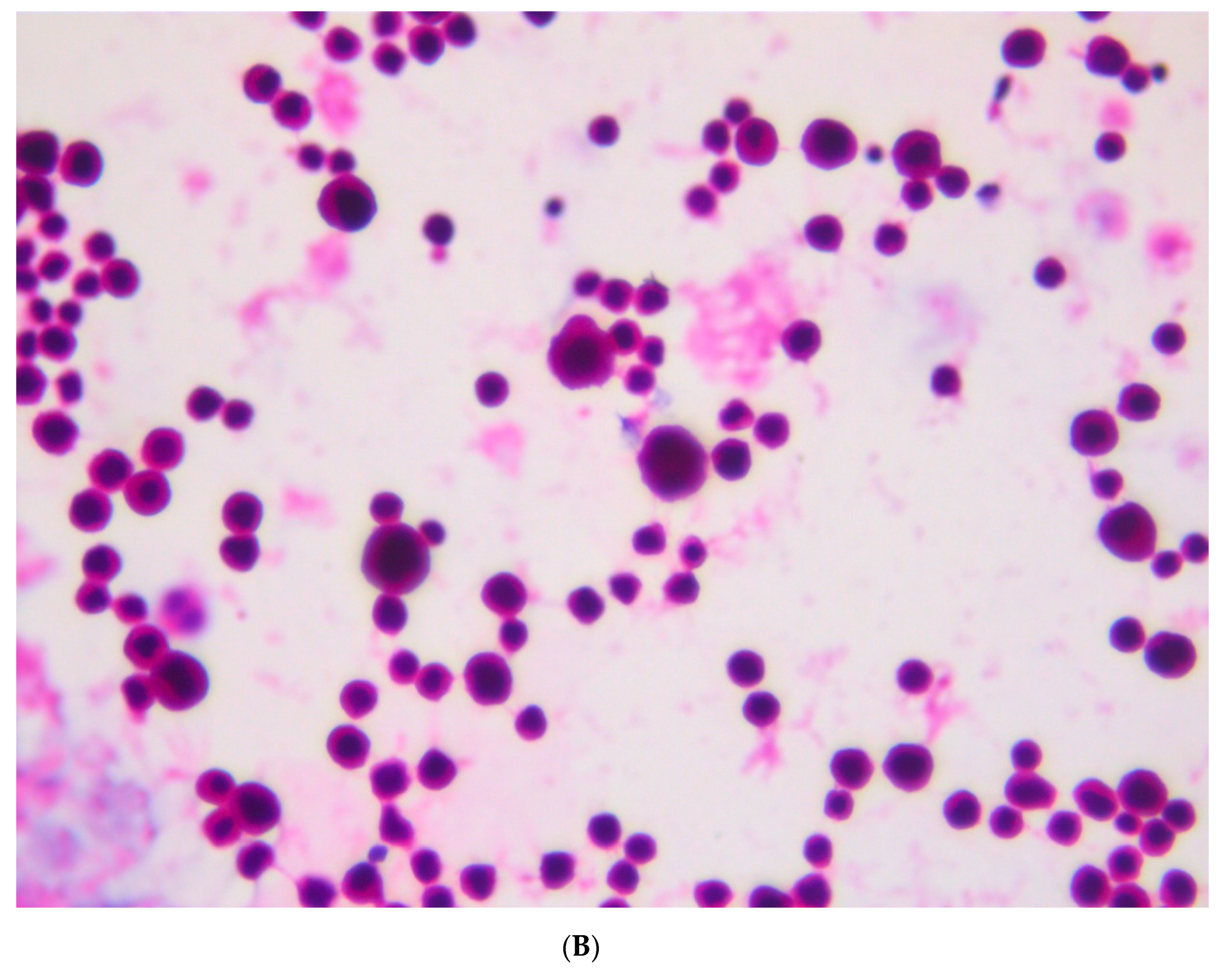 Viruses 13 00307 g003b