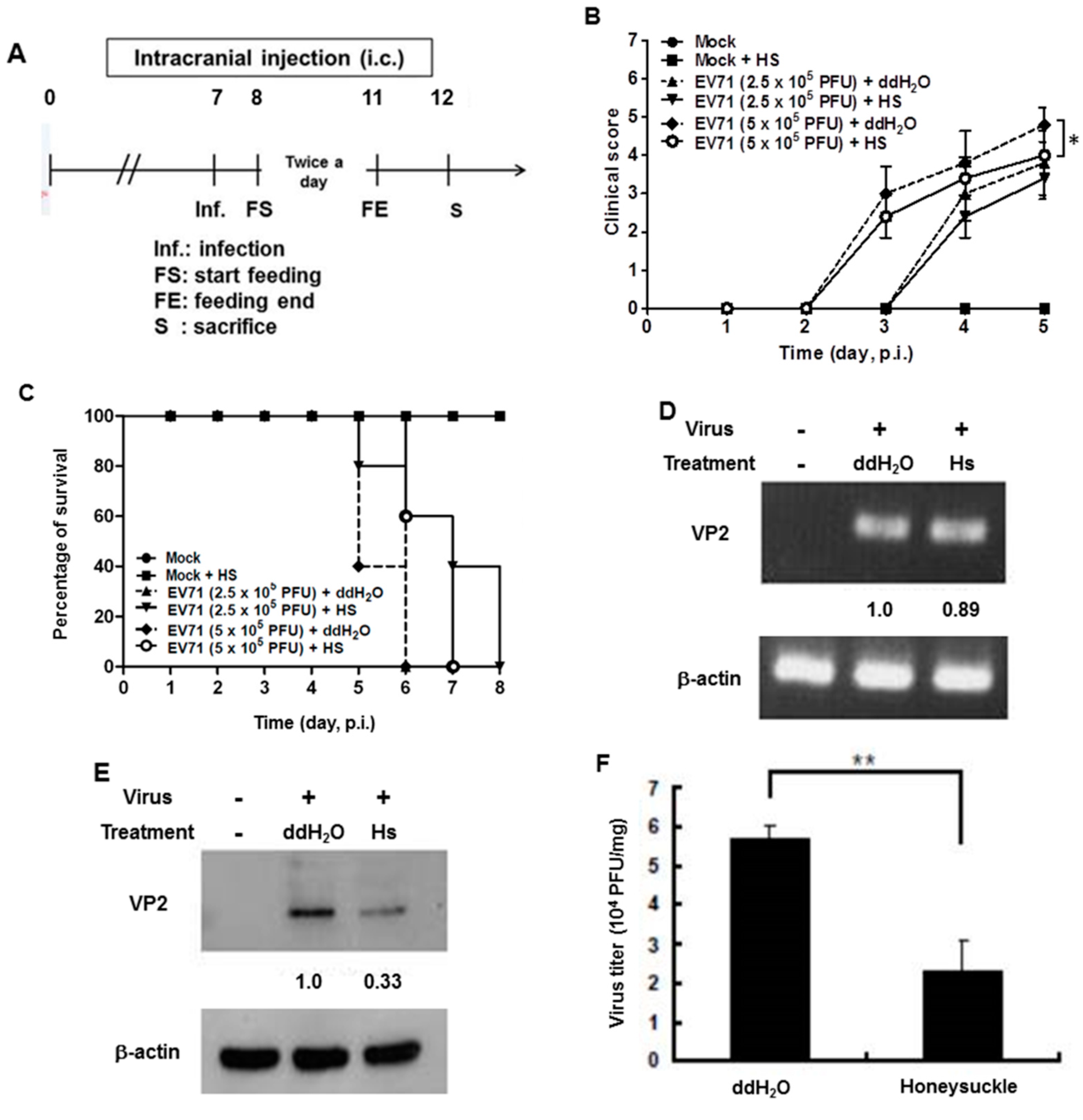 Viruses 13 00308 g005 Viruses 13 00308 g005