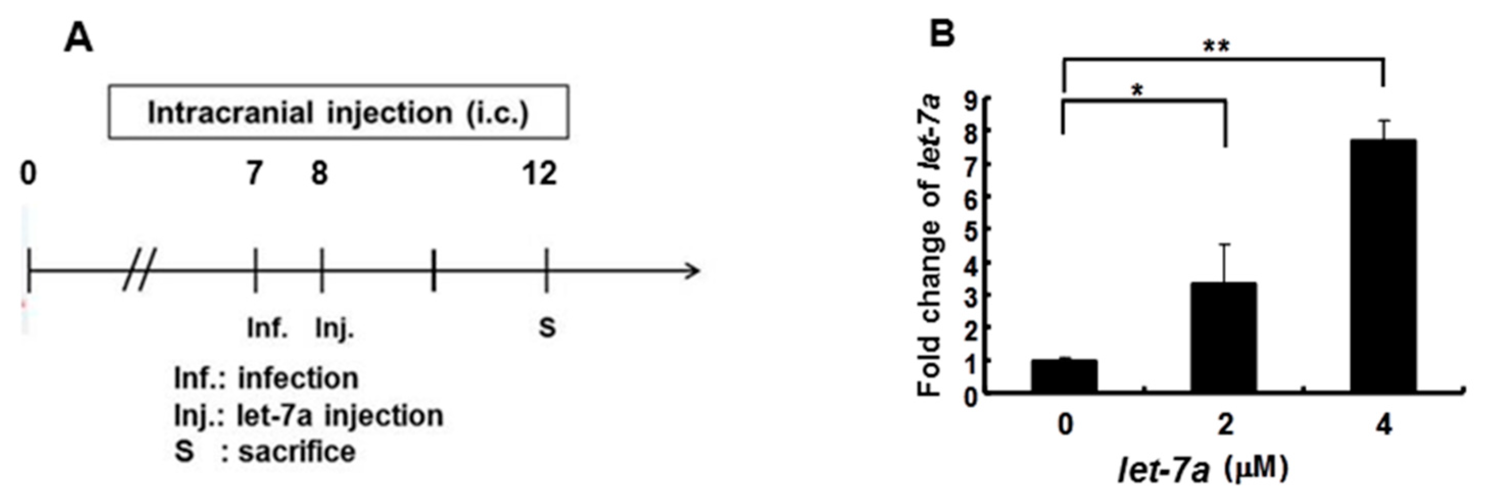 Viruses 13 00308 g006a Viruses 13 00308 g006a
