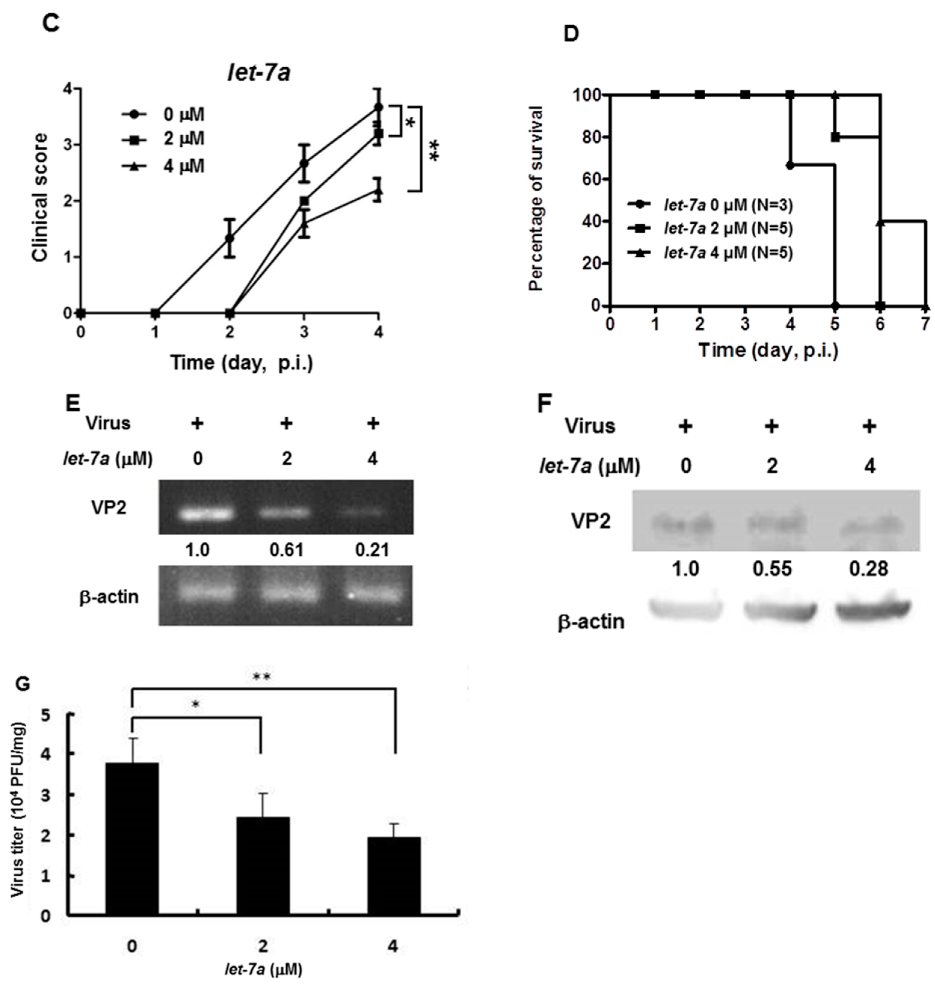 Viruses 13 00308 g006b Viruses 13 00308 g006b