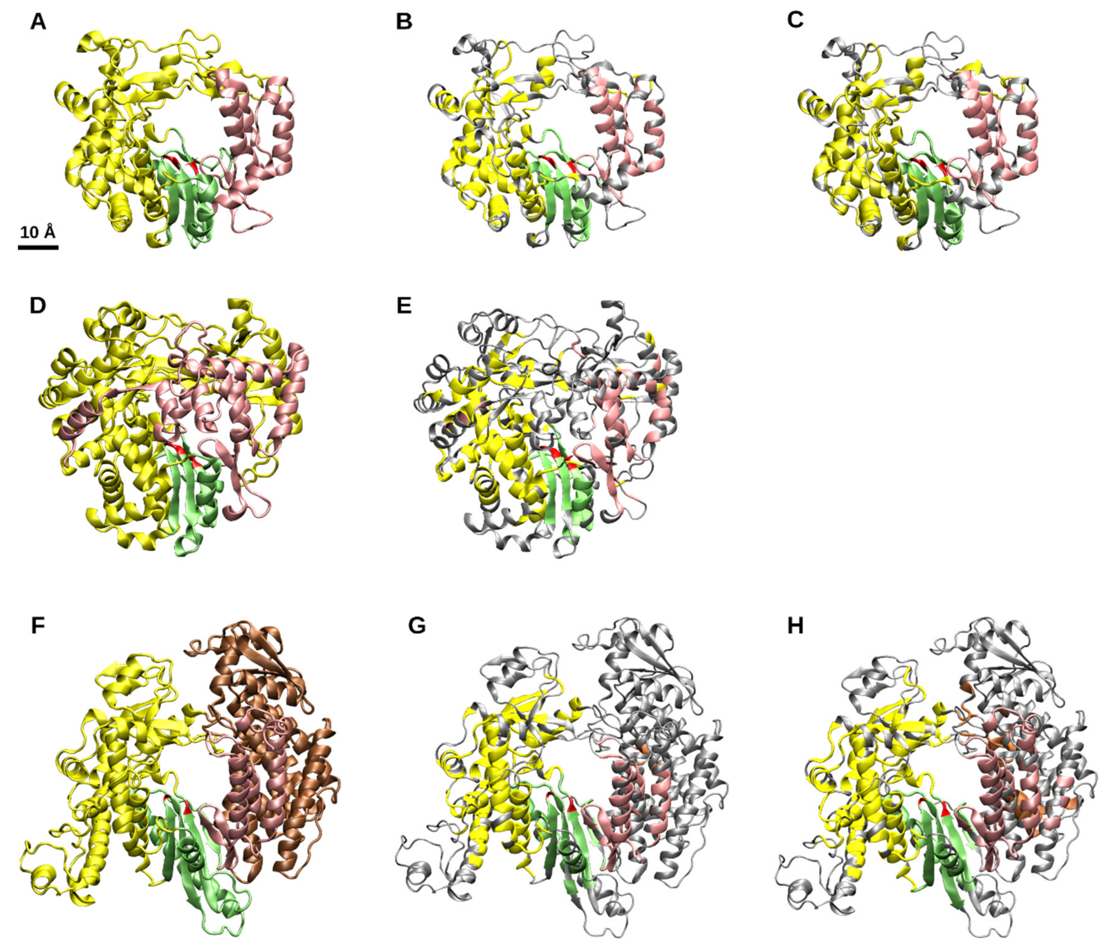 Viruses Free Full Text Structure Unveils Relationships Between Rna Virus Polymerases Html Viruses Free Full Text Structure Unveils Relationships Between Rna Virus Polymerases Html