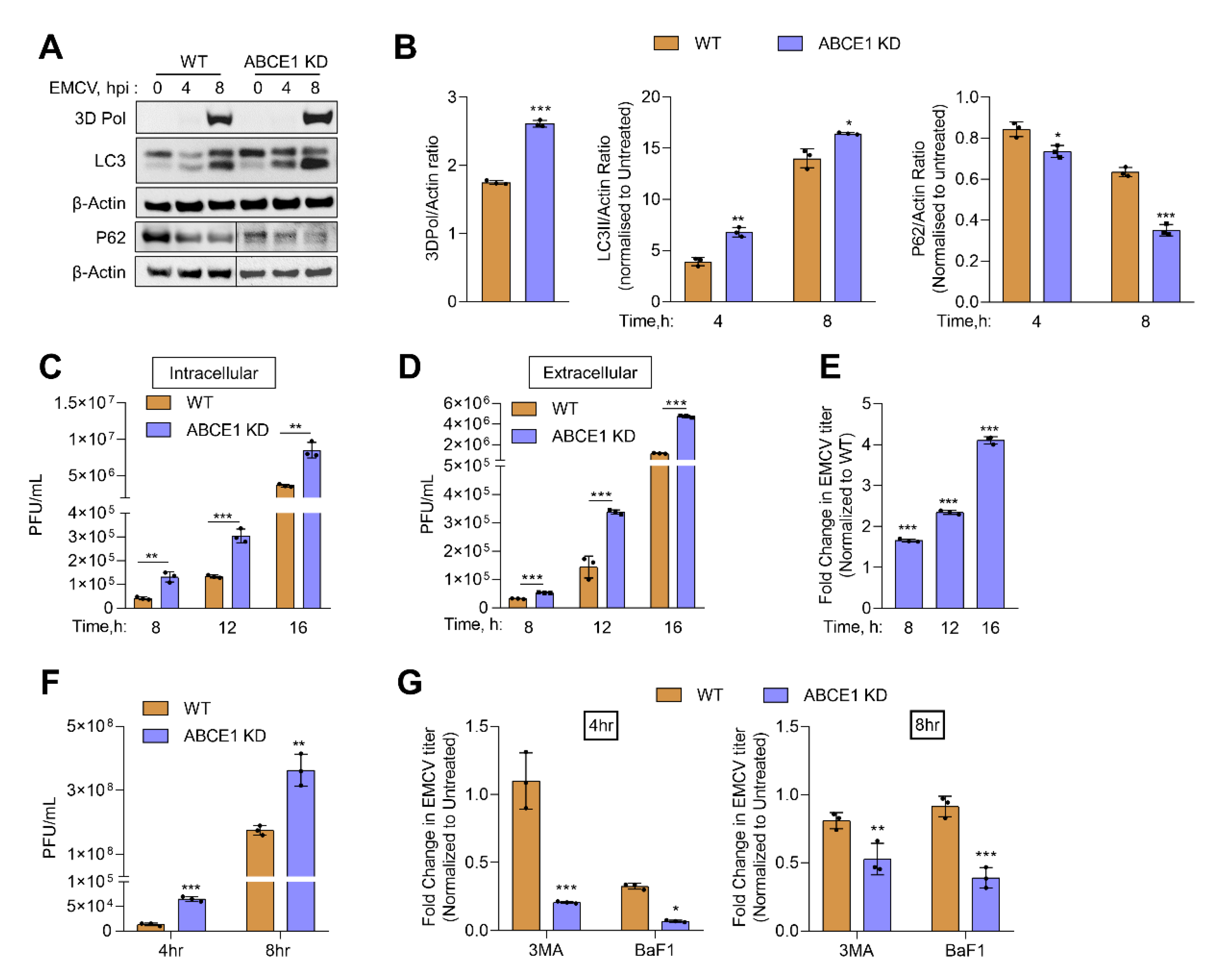 Viruses 13 00315 g005 Viruses 13 00315 g005