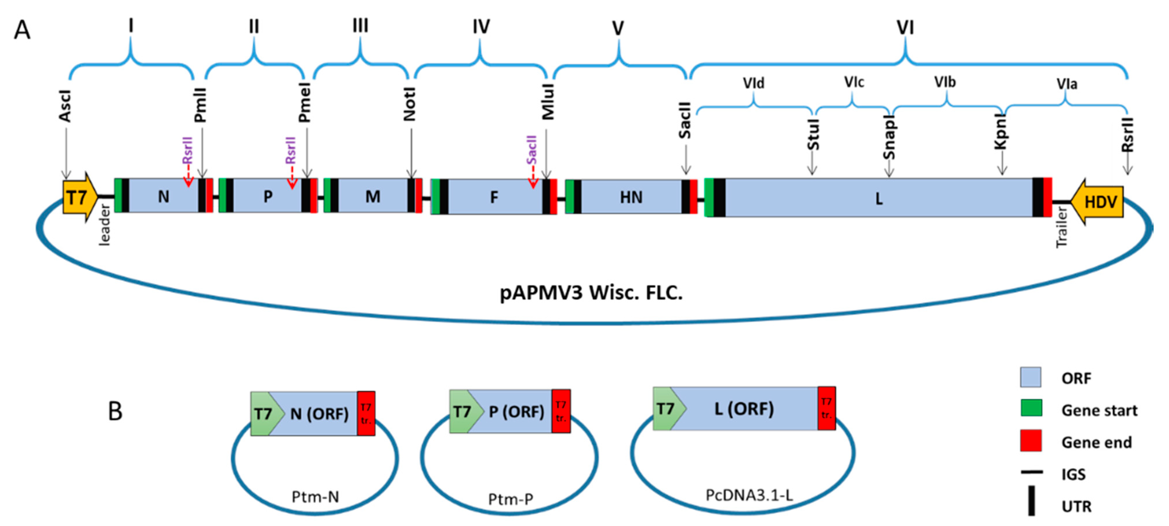 Viruses 13 00316 g001