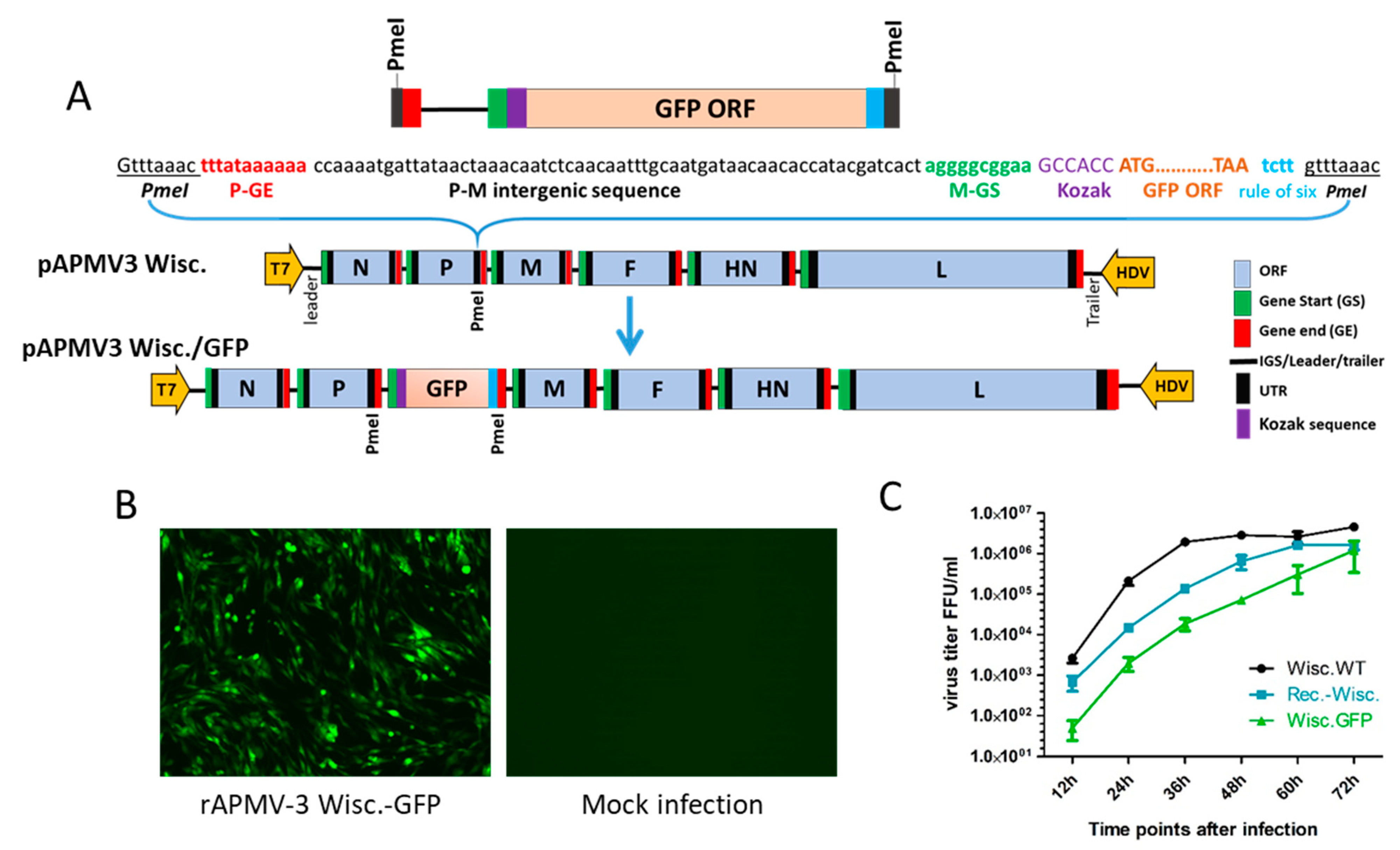 Viruses 13 00316 g002
