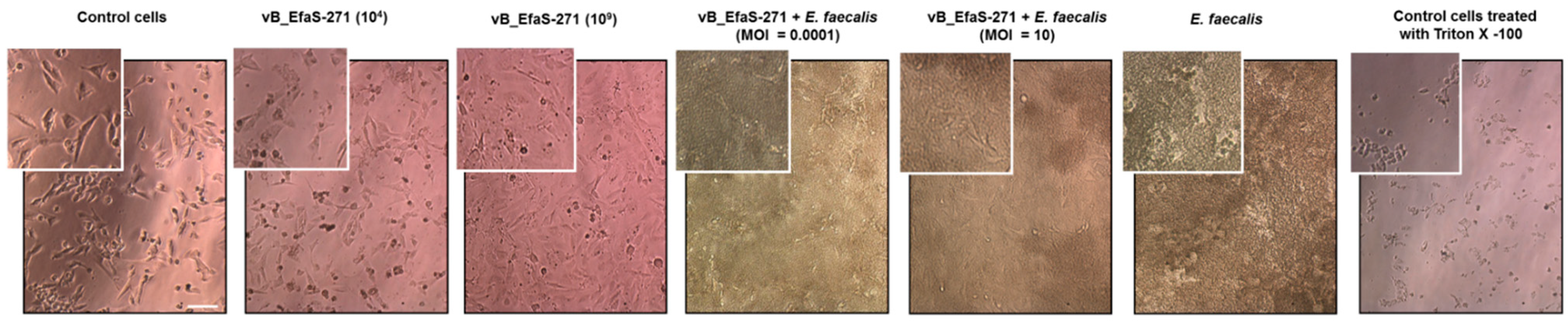 Viruses 13 00318 g003 Viruses 13 00318 g003