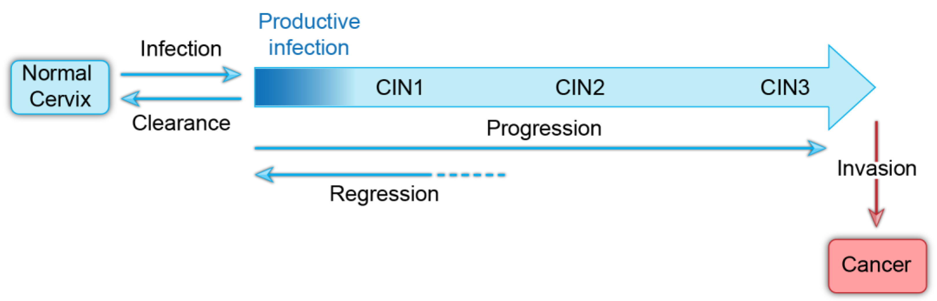 differences in human papillomavirus infection natural history