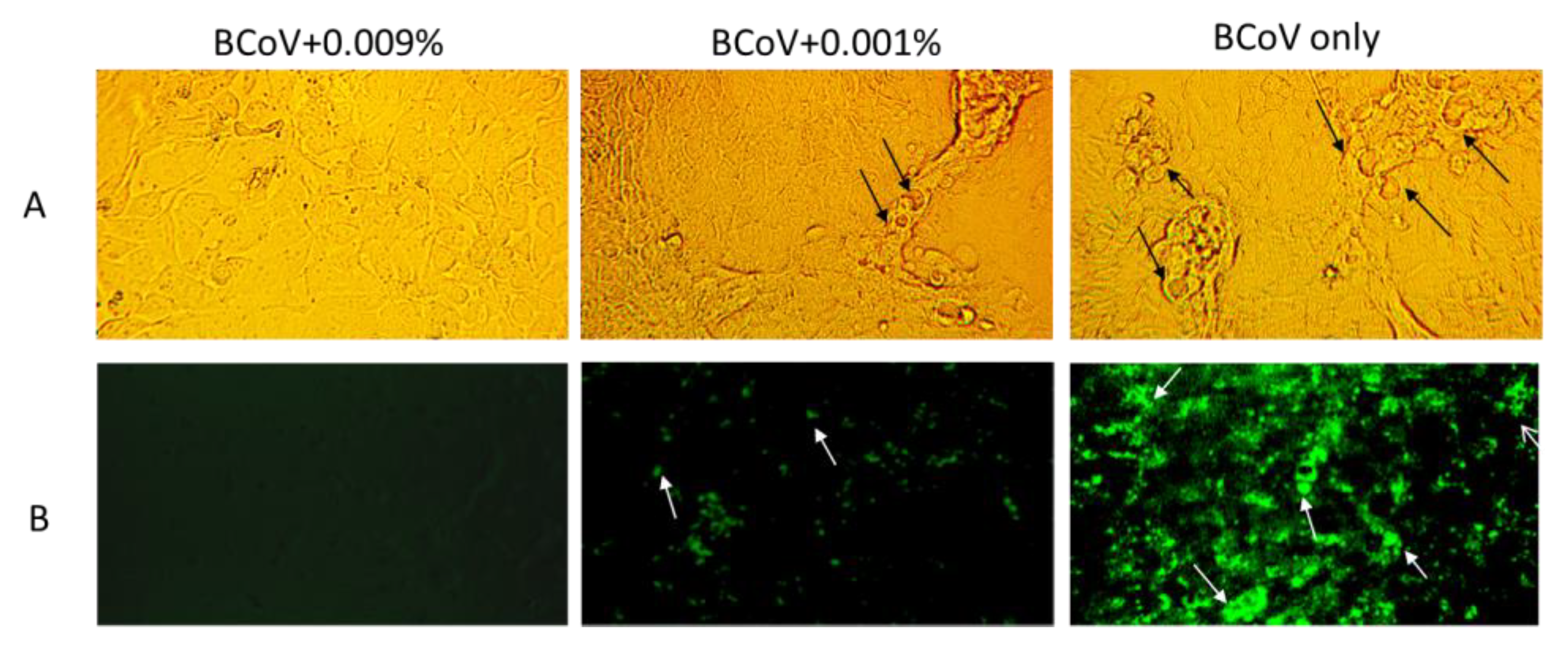 Viruses 13 00322 g002