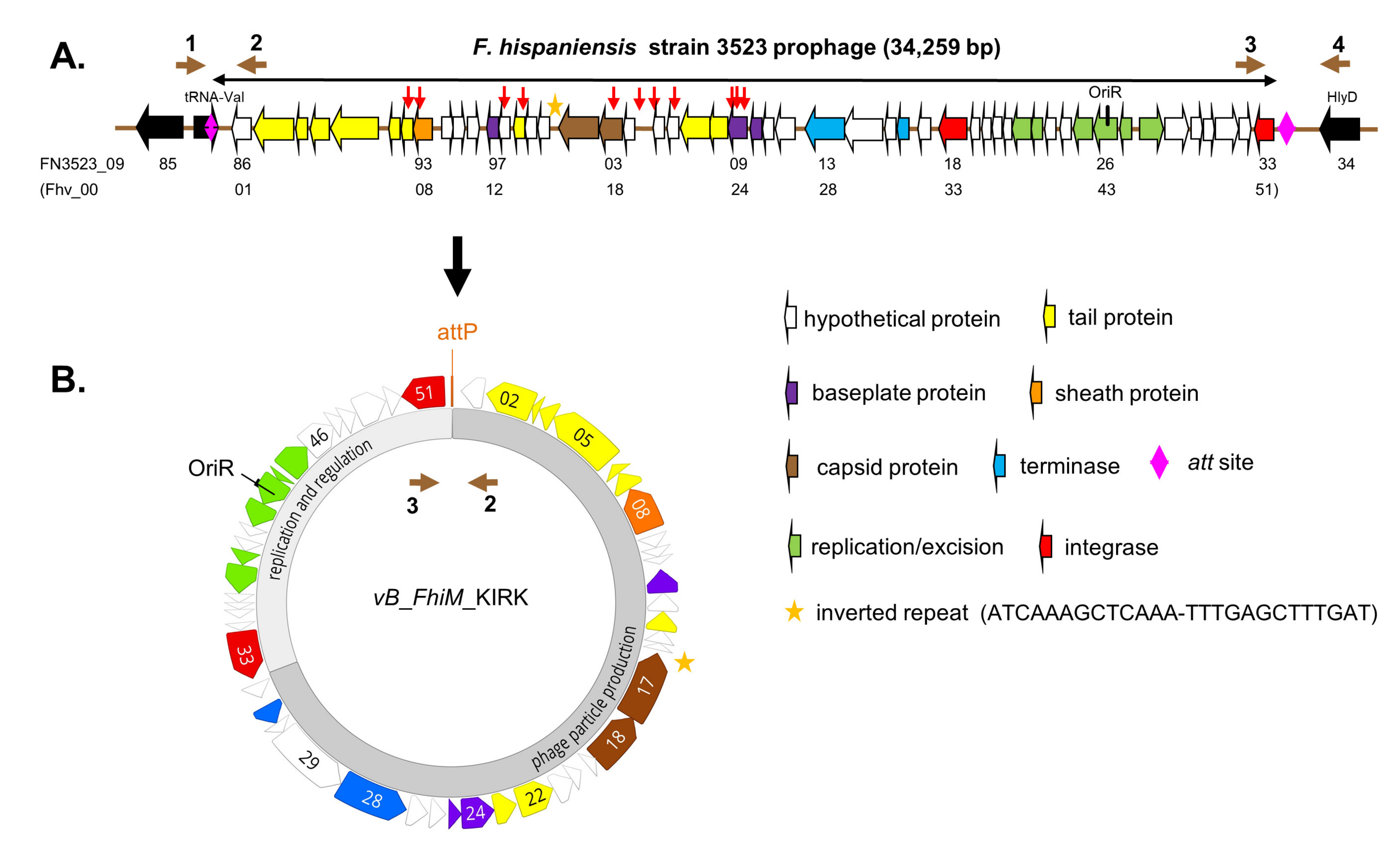 Viruses 13 00327 g001
