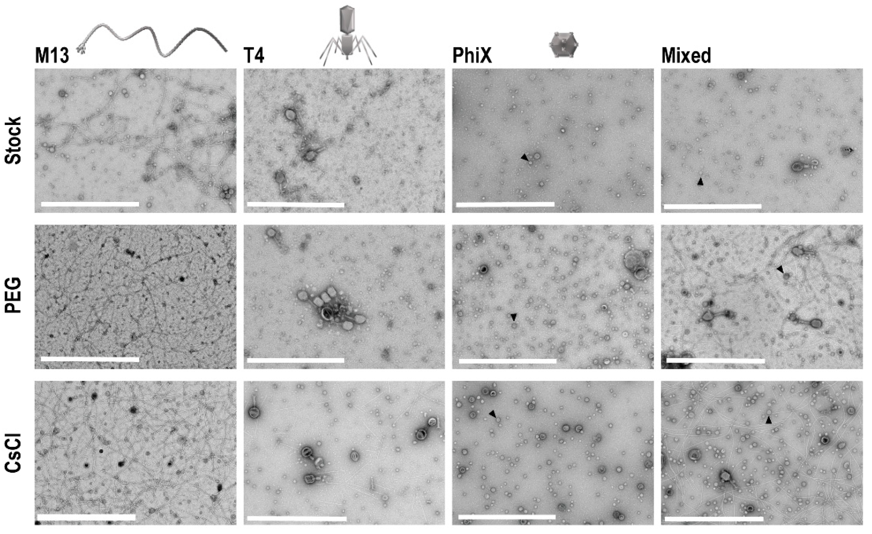 Viruses 13 00328 g003 Viruses 13 00328 g003