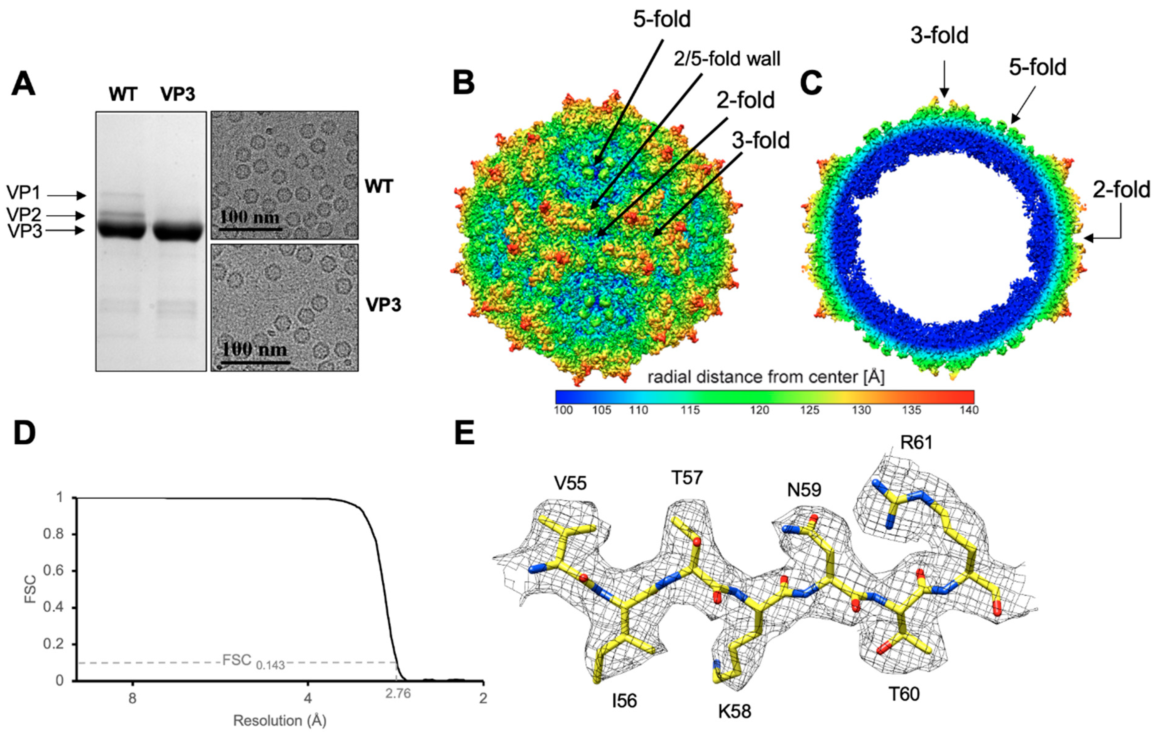 Viruses 13 00330 g001 Viruses 13 00330 g001