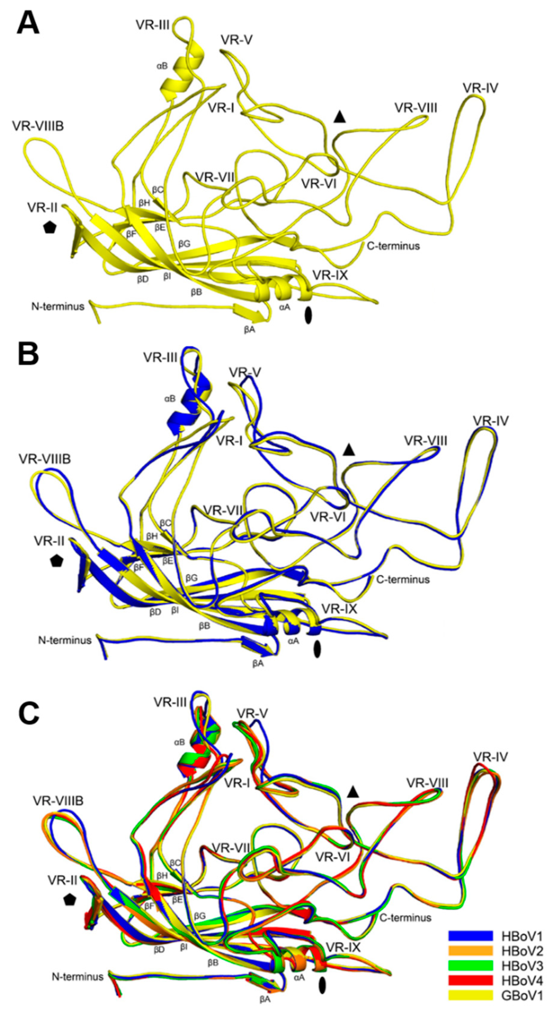 Viruses 13 00330 g002 Viruses 13 00330 g002