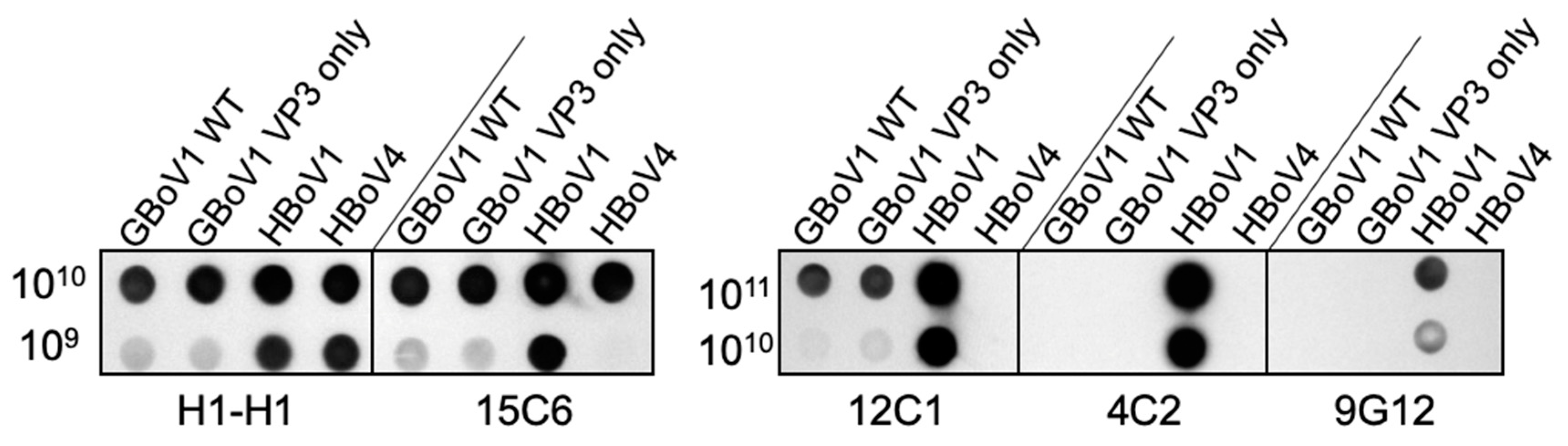 Viruses 13 00330 g004 Viruses 13 00330 g004