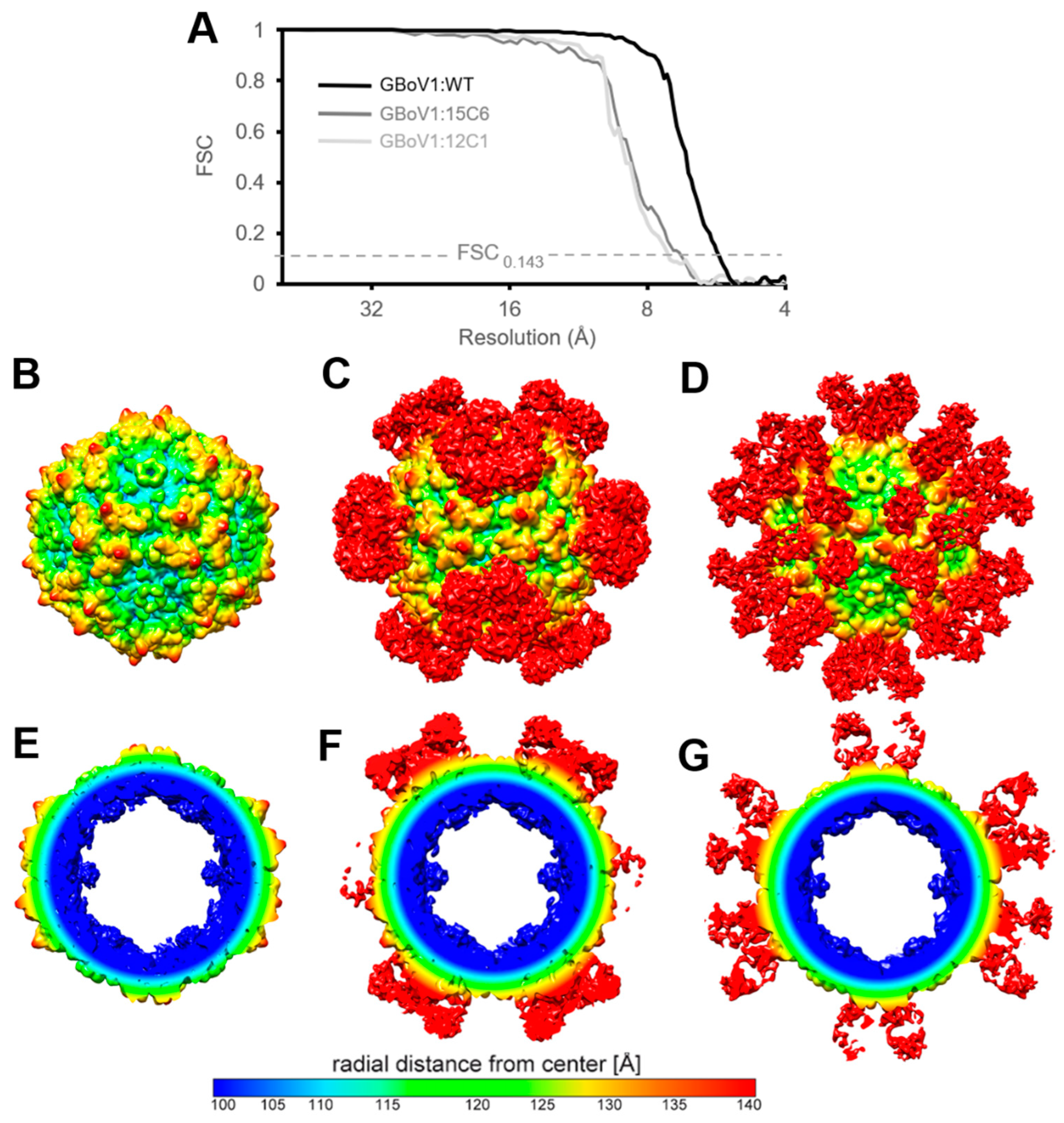 Viruses 13 00330 g005 Viruses 13 00330 g005