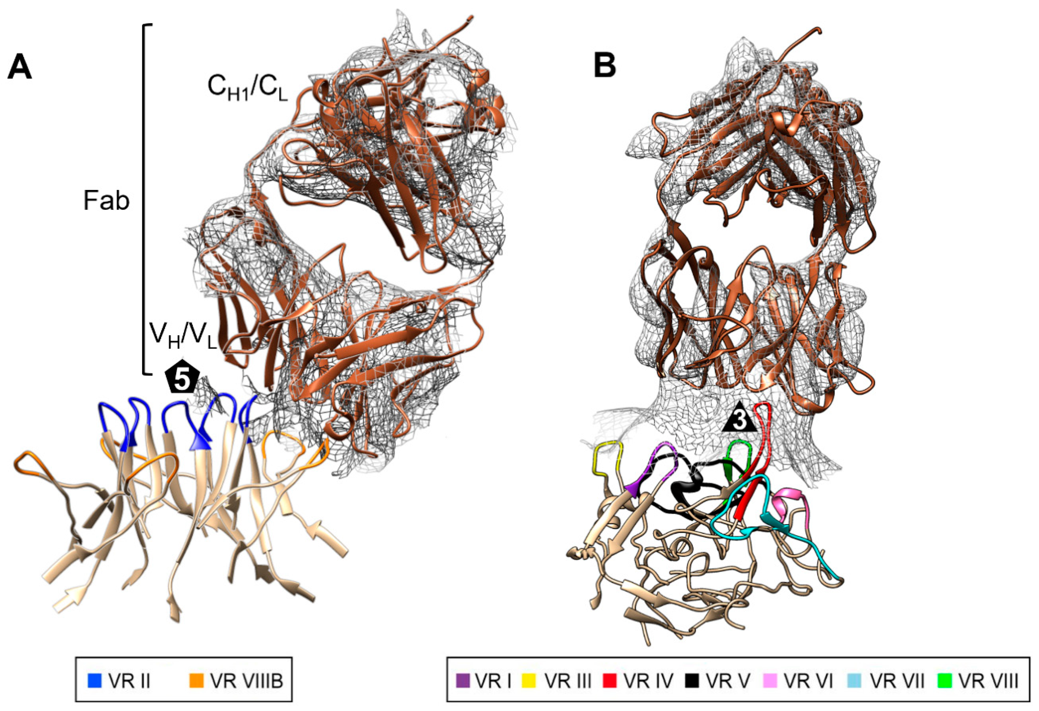 Viruses 13 00330 g006 Viruses 13 00330 g006