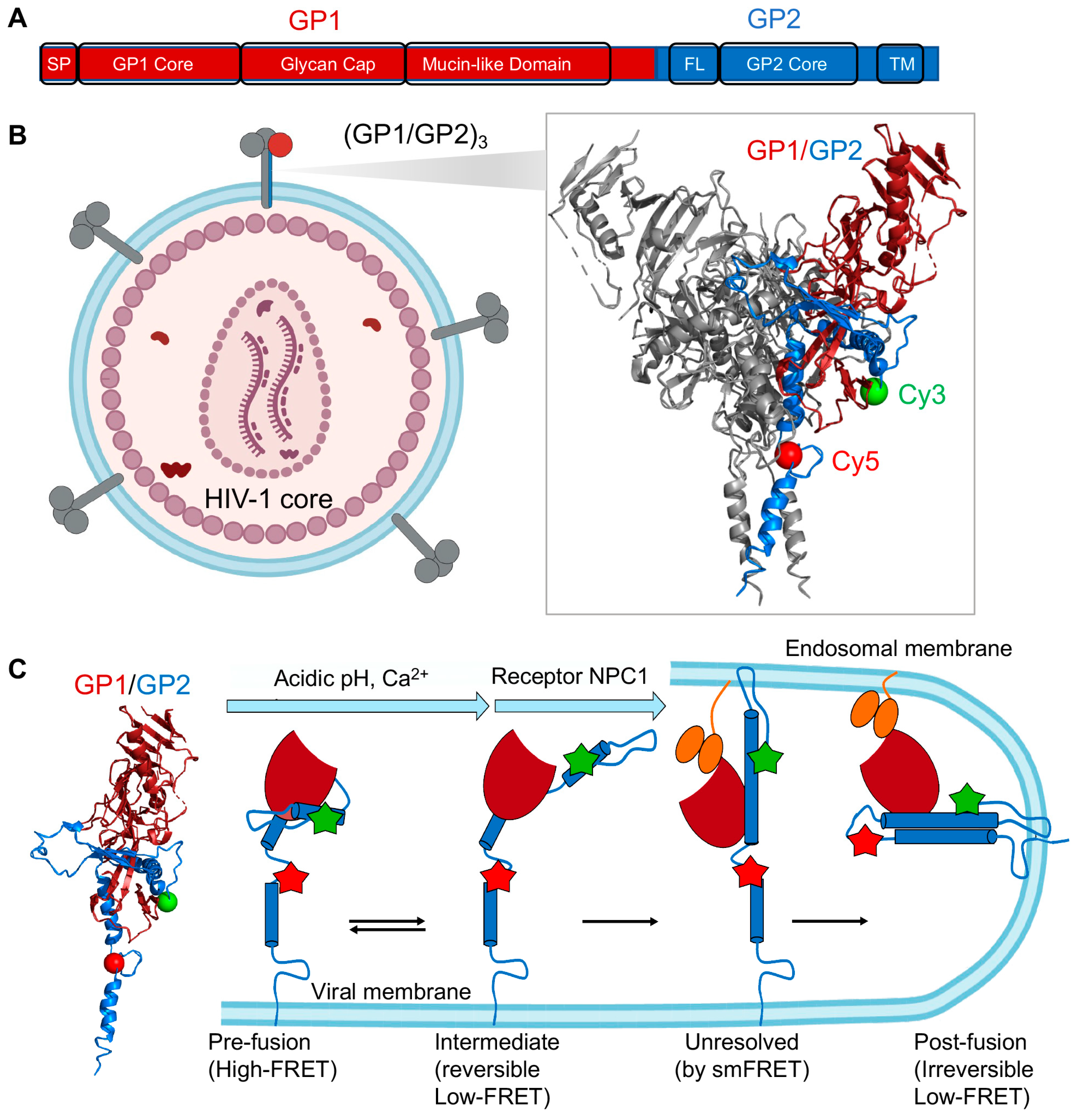 Viruses 13 00332 g006 Viruses 13 00332 g006