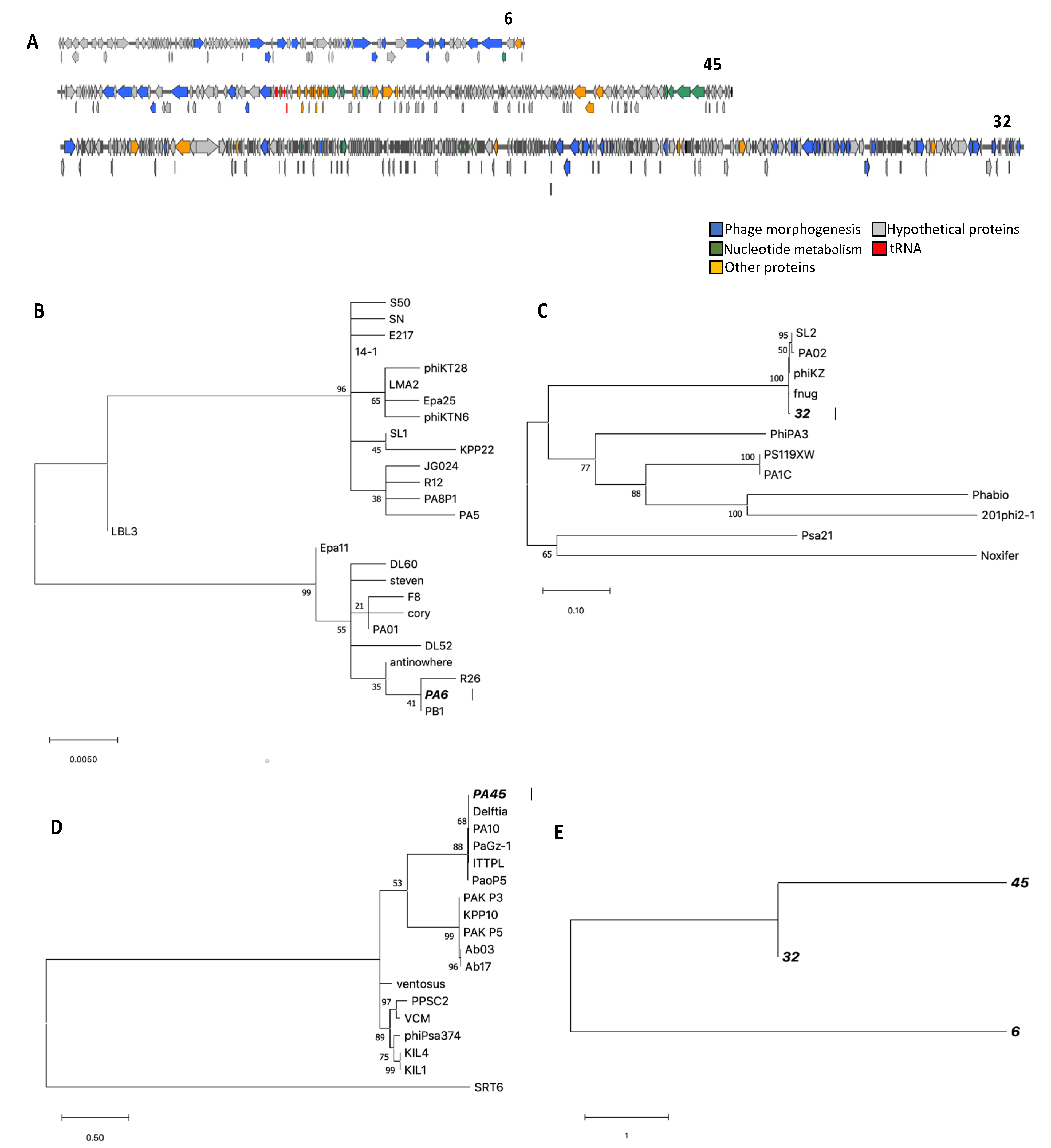 Viruses 13 00334 g002