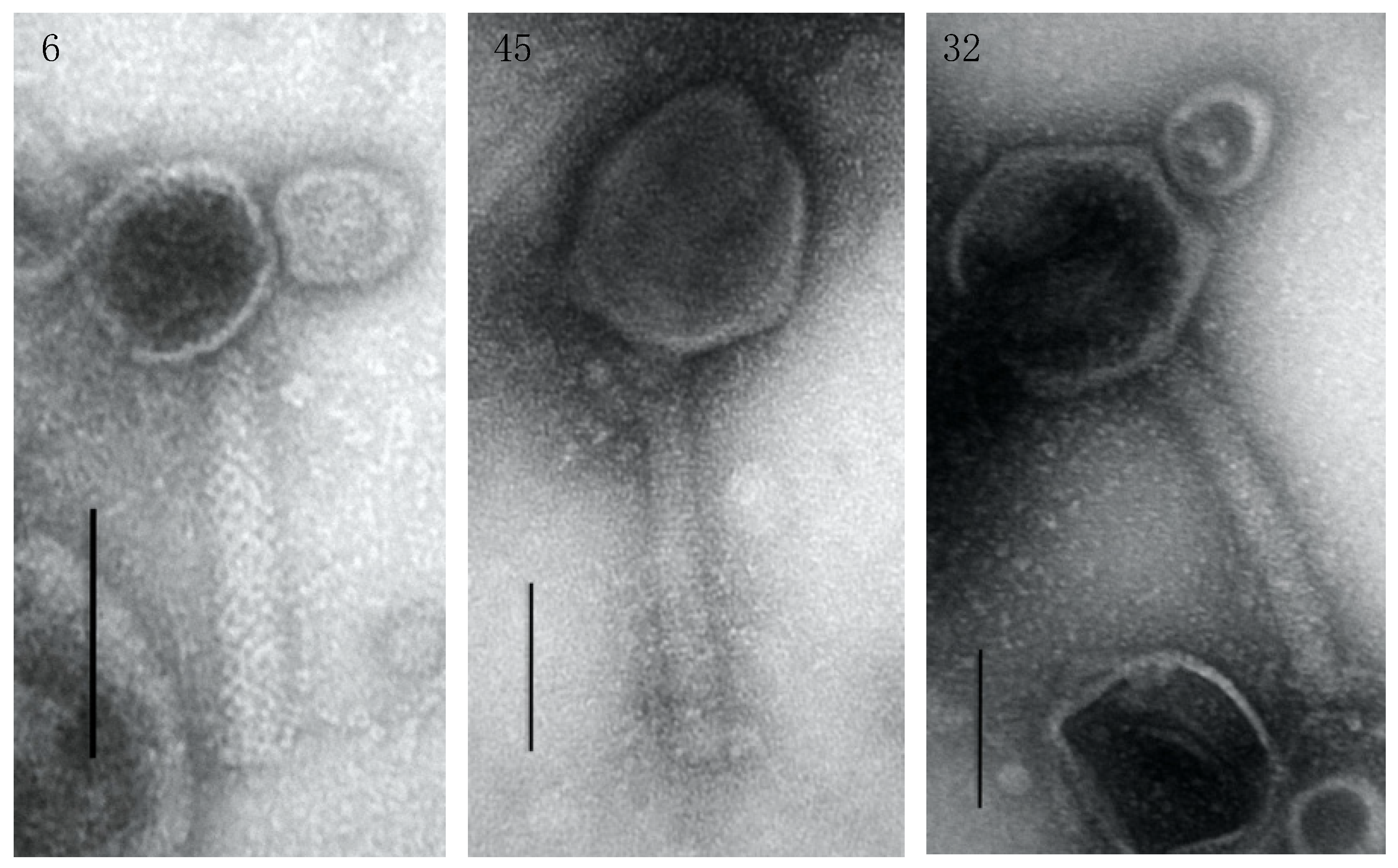 Viruses 13 00334 g003