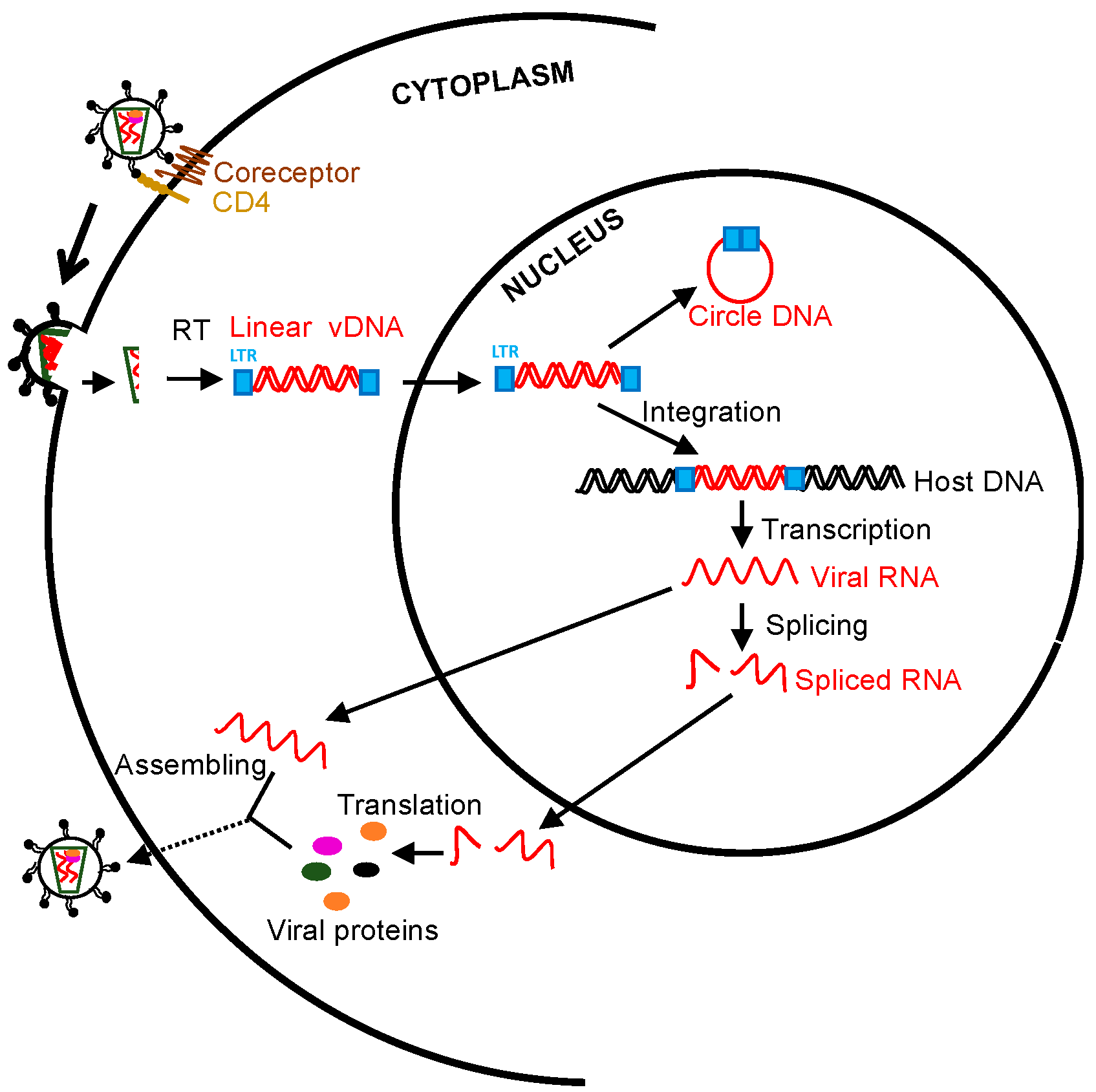 Viruses 13 00335 g001