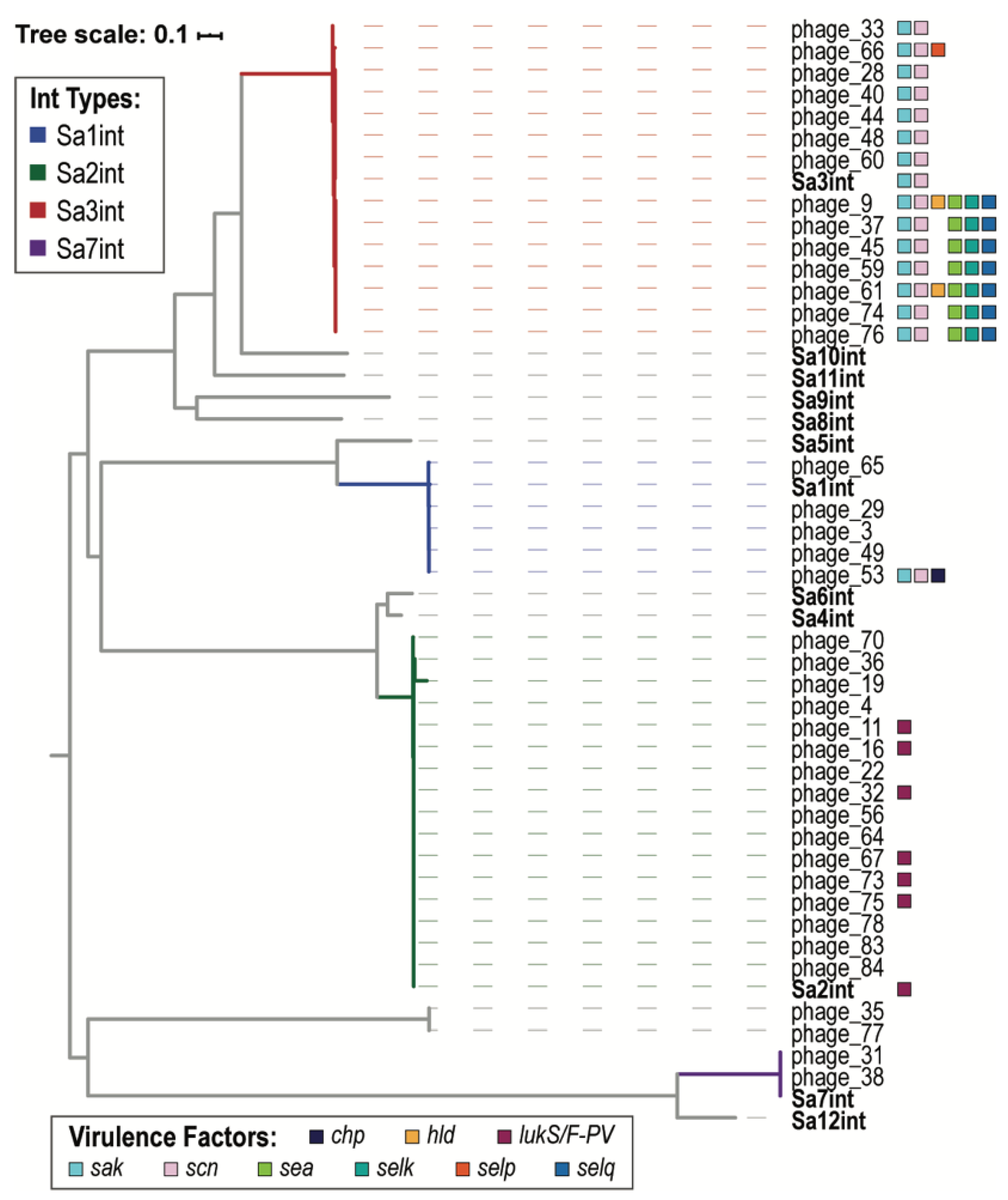 Viruses Free Full Text Examination Of Staphylococcus Aureus Prophages Circulating In Egypt Html Viruses Free Full Text Examination Of Staphylococcus Aureus Prophages Circulating In Egypt Html