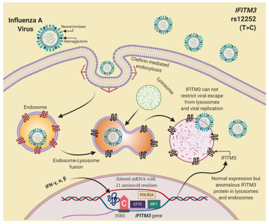 Viruses February 2021 Browse Articles