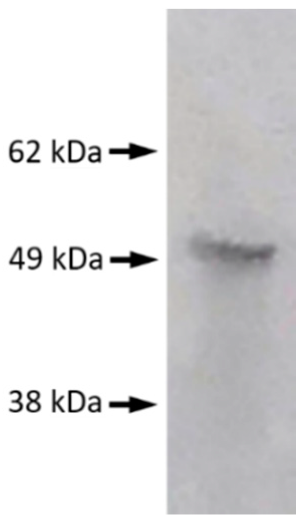 Viruses 13 00347 g001