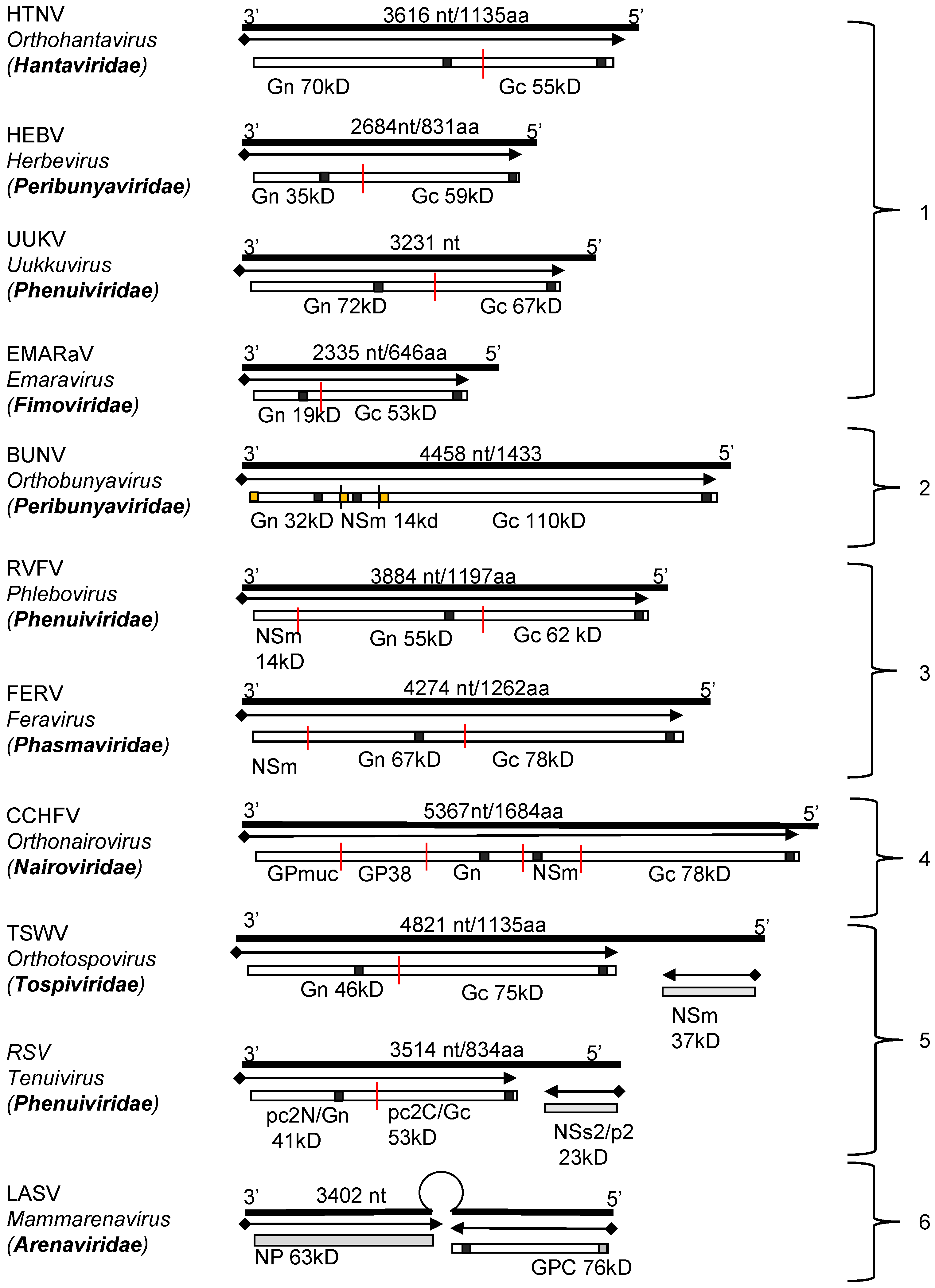 Viruses 13 00353 g002 Viruses 13 00353 g002