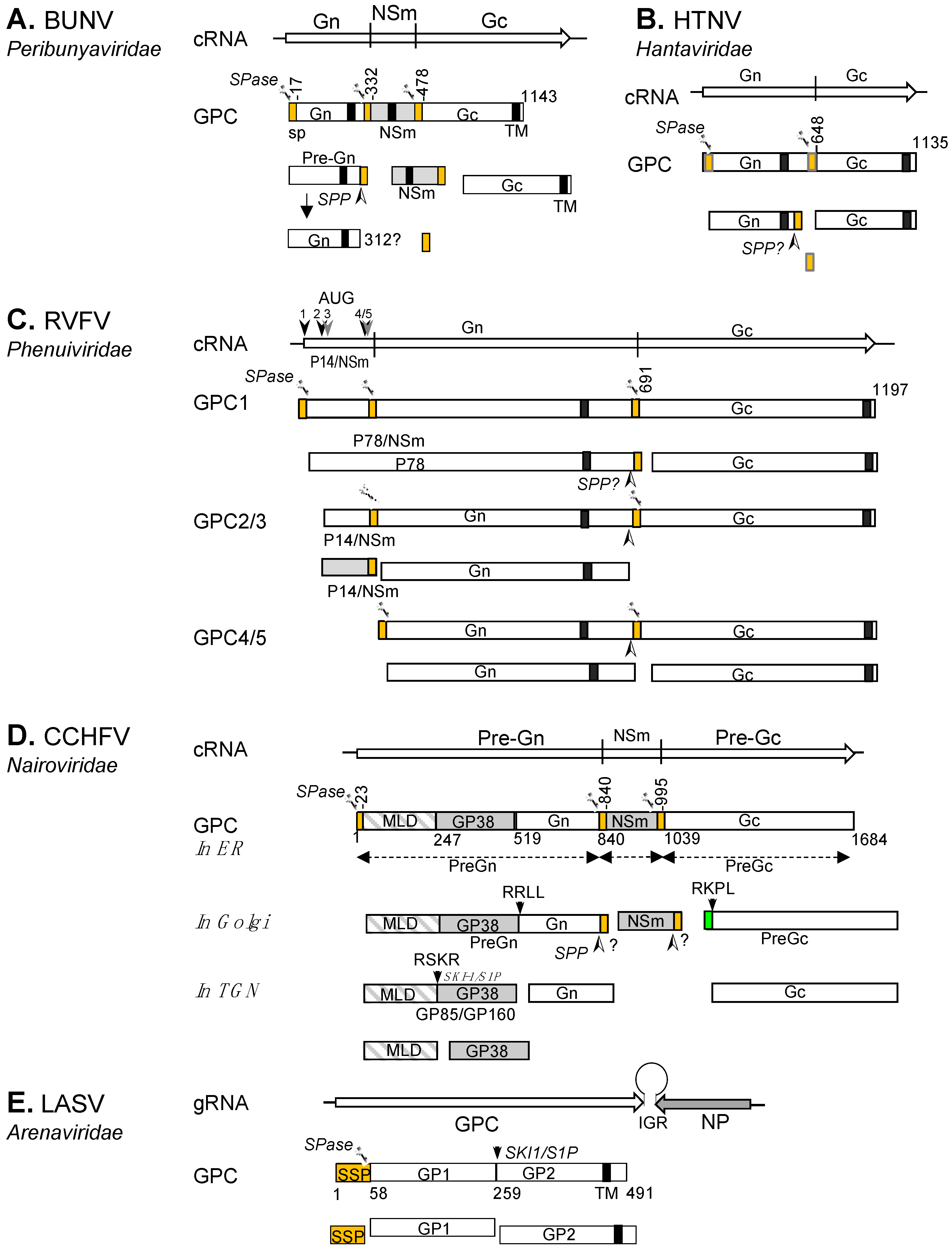 Viruses 13 00353 g003 Viruses 13 00353 g003