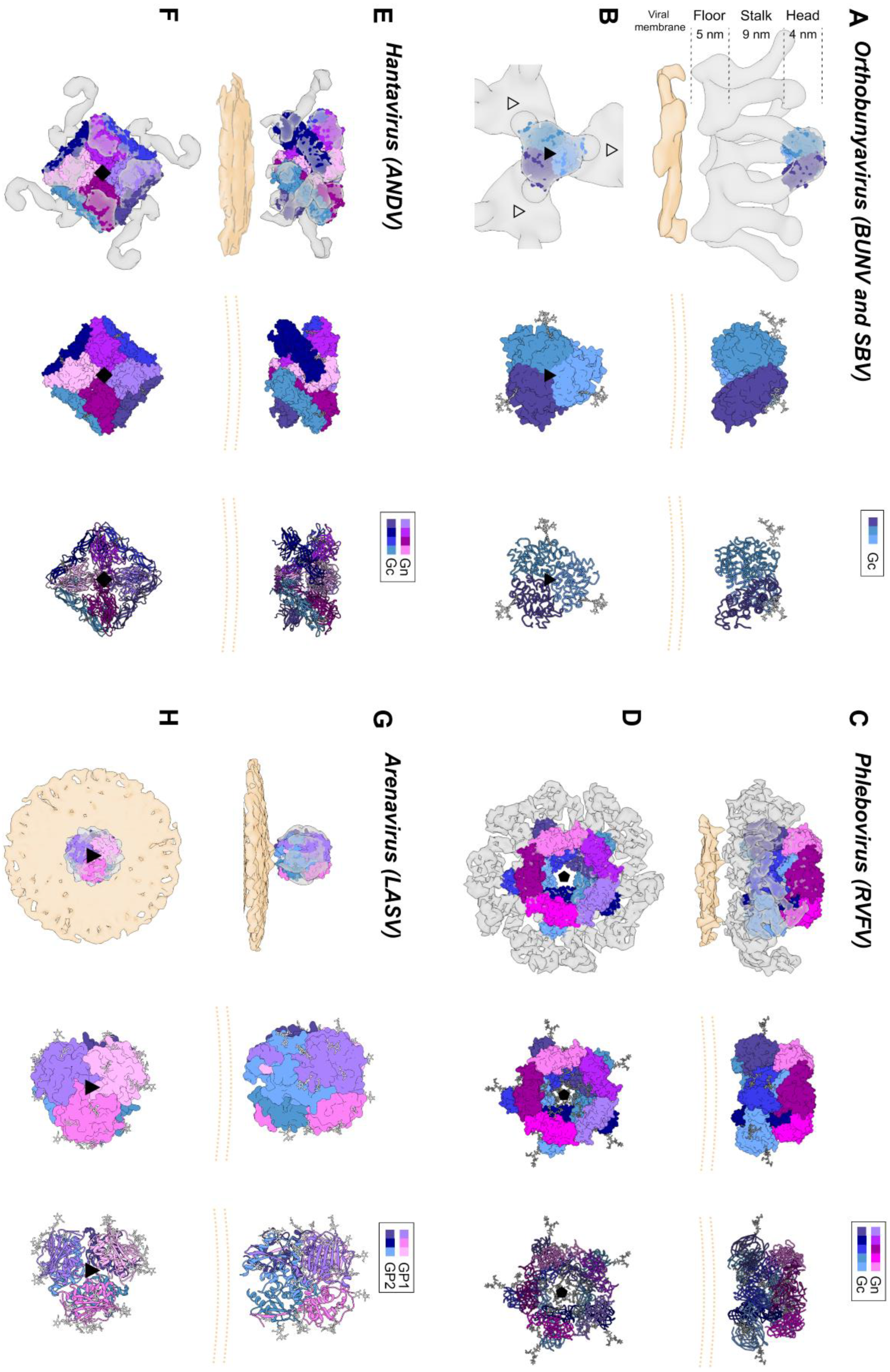 Viruses 13 00353 g004 Viruses 13 00353 g004