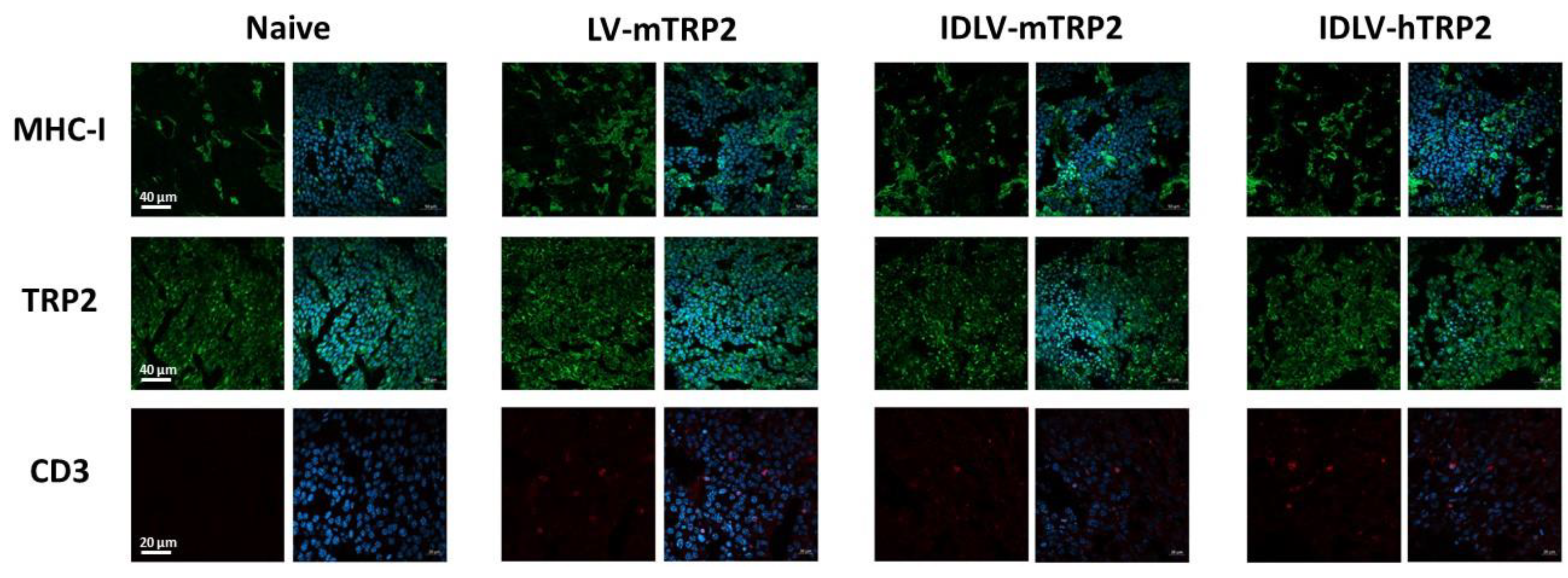 Viruses 13 00355 g009