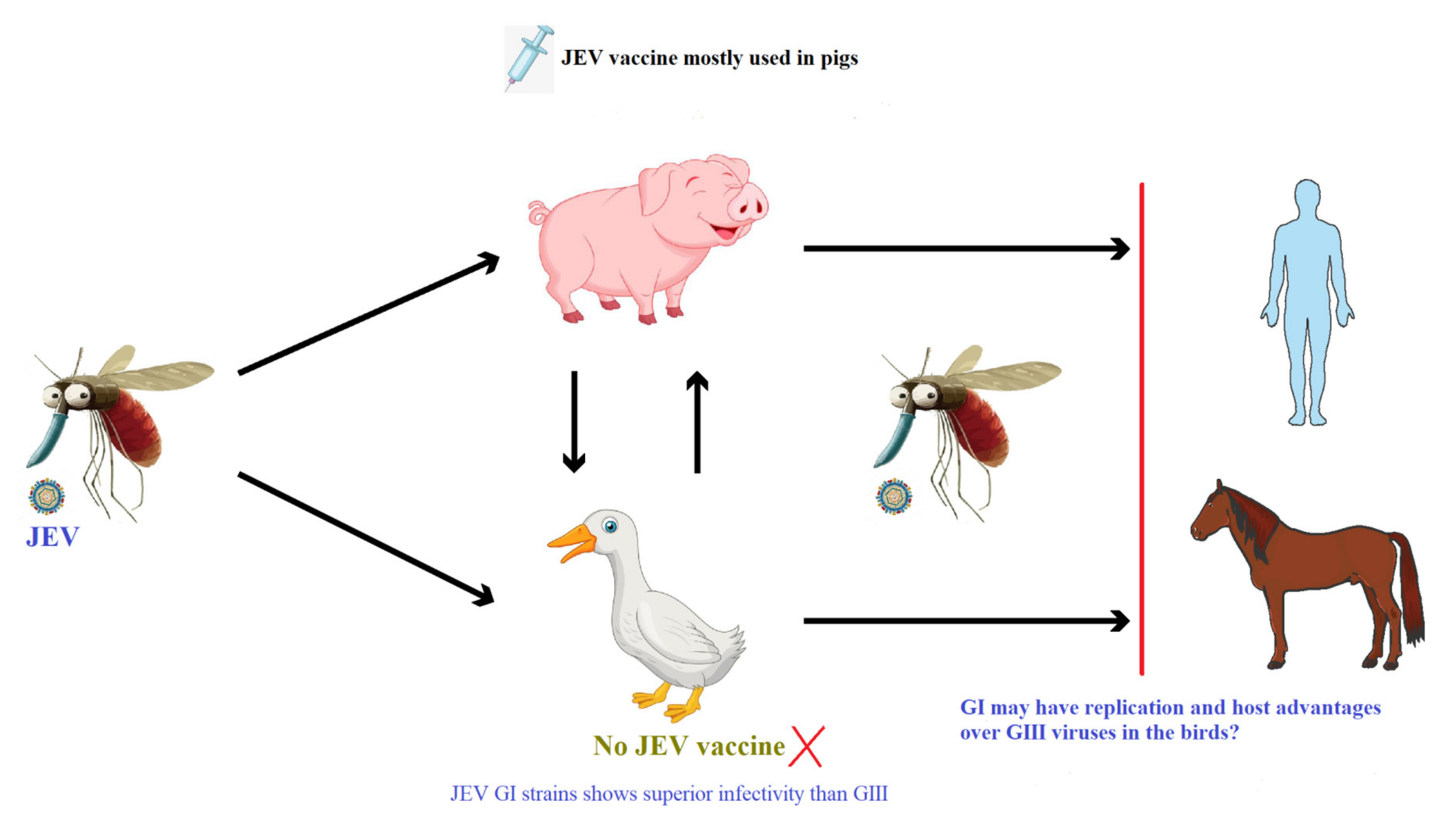 Japanese Encephalitis Virus Zoonotic