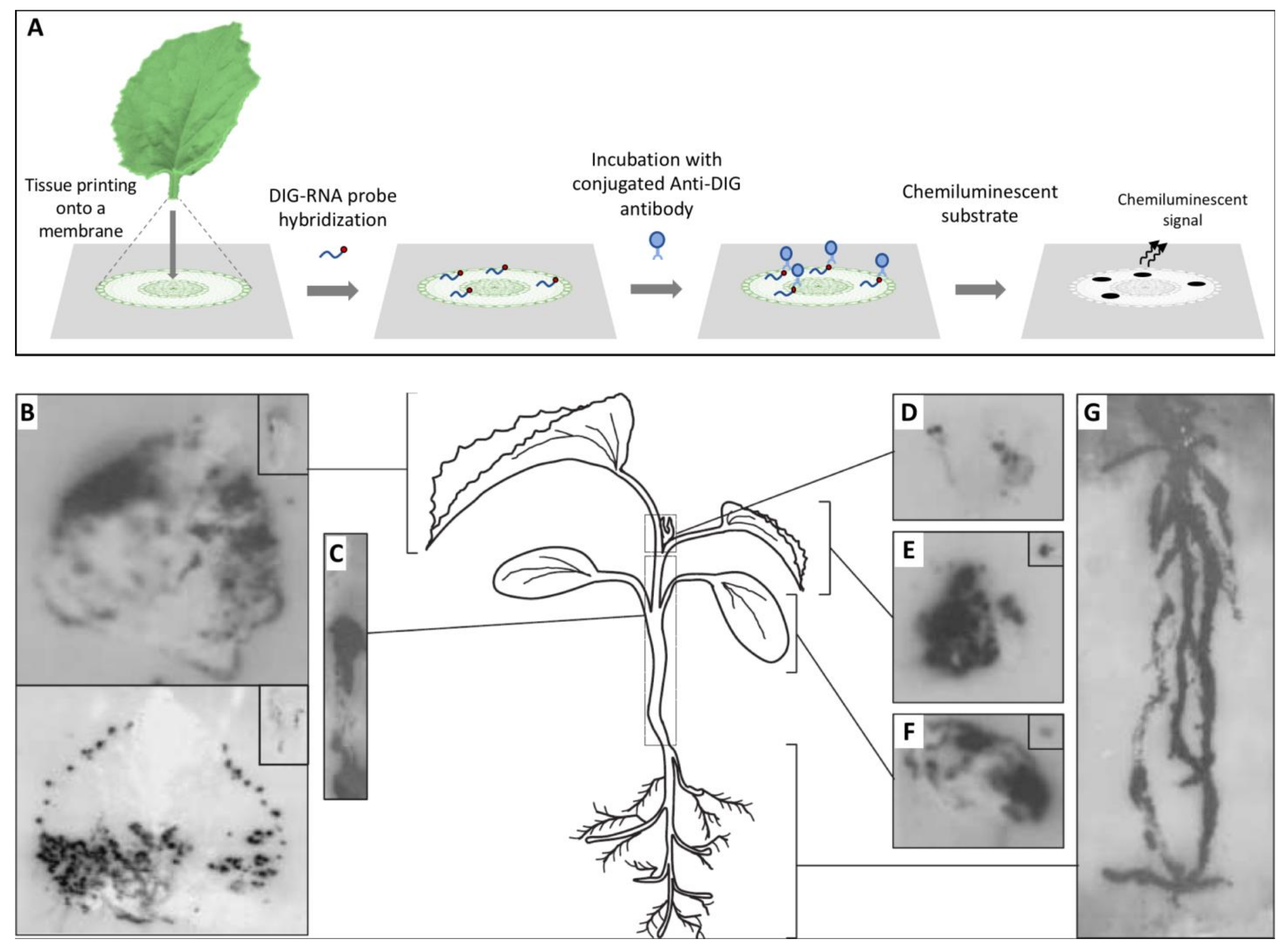 Studying Virus Replication with Fluorescence Microscopy