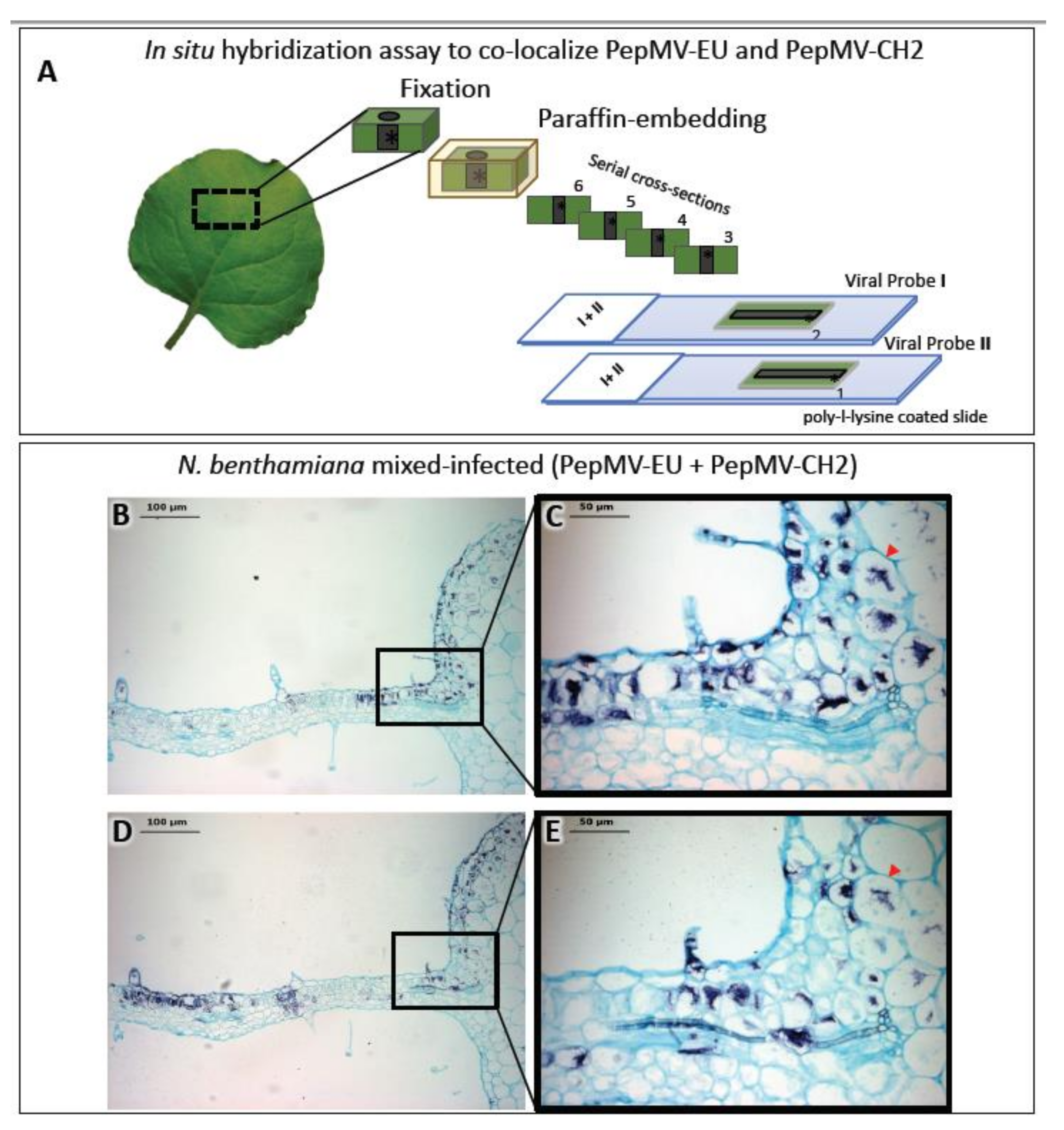 Viruses 13 00358 g002 Viruses 13 00358 g002
