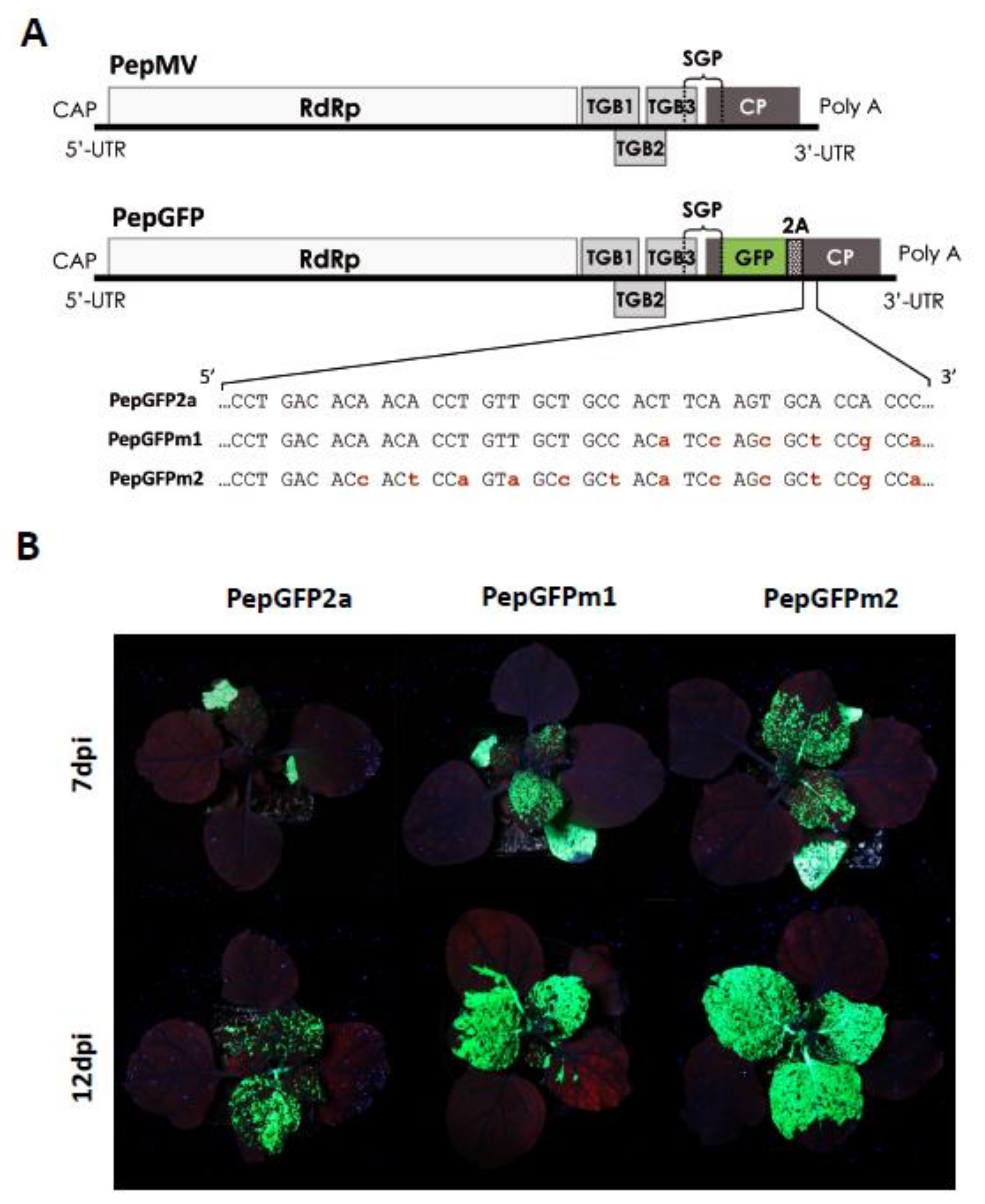Viruses 13 00358 g003 Viruses 13 00358 g003