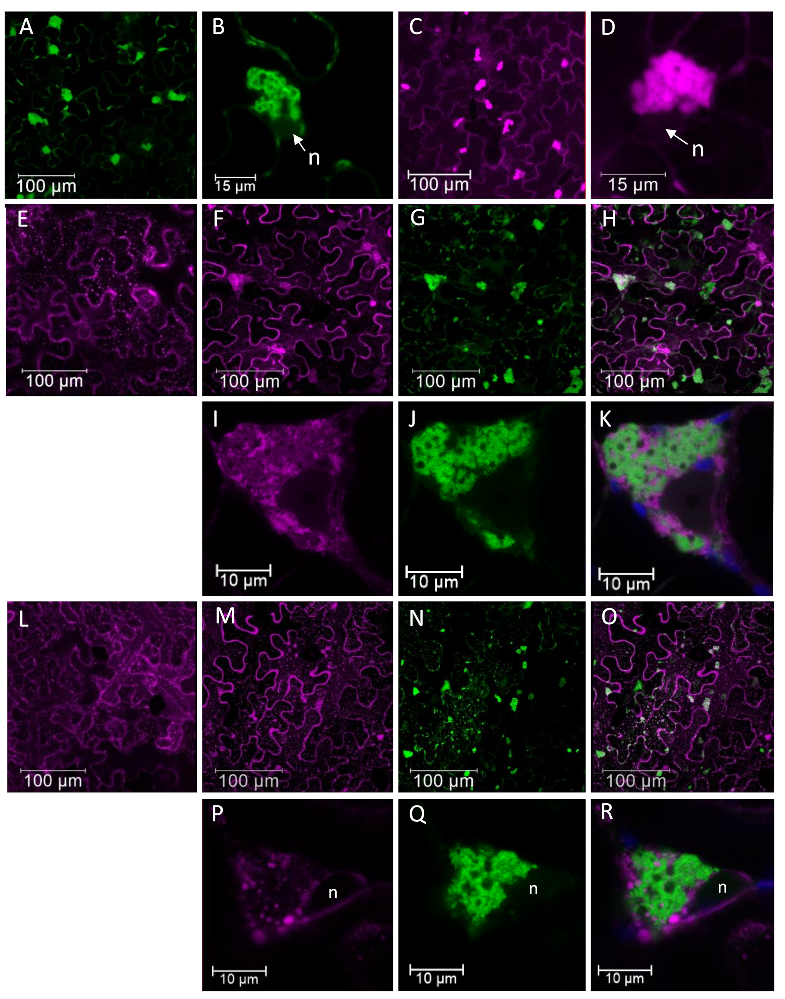 Viruses 13 00358 g006 Viruses 13 00358 g006