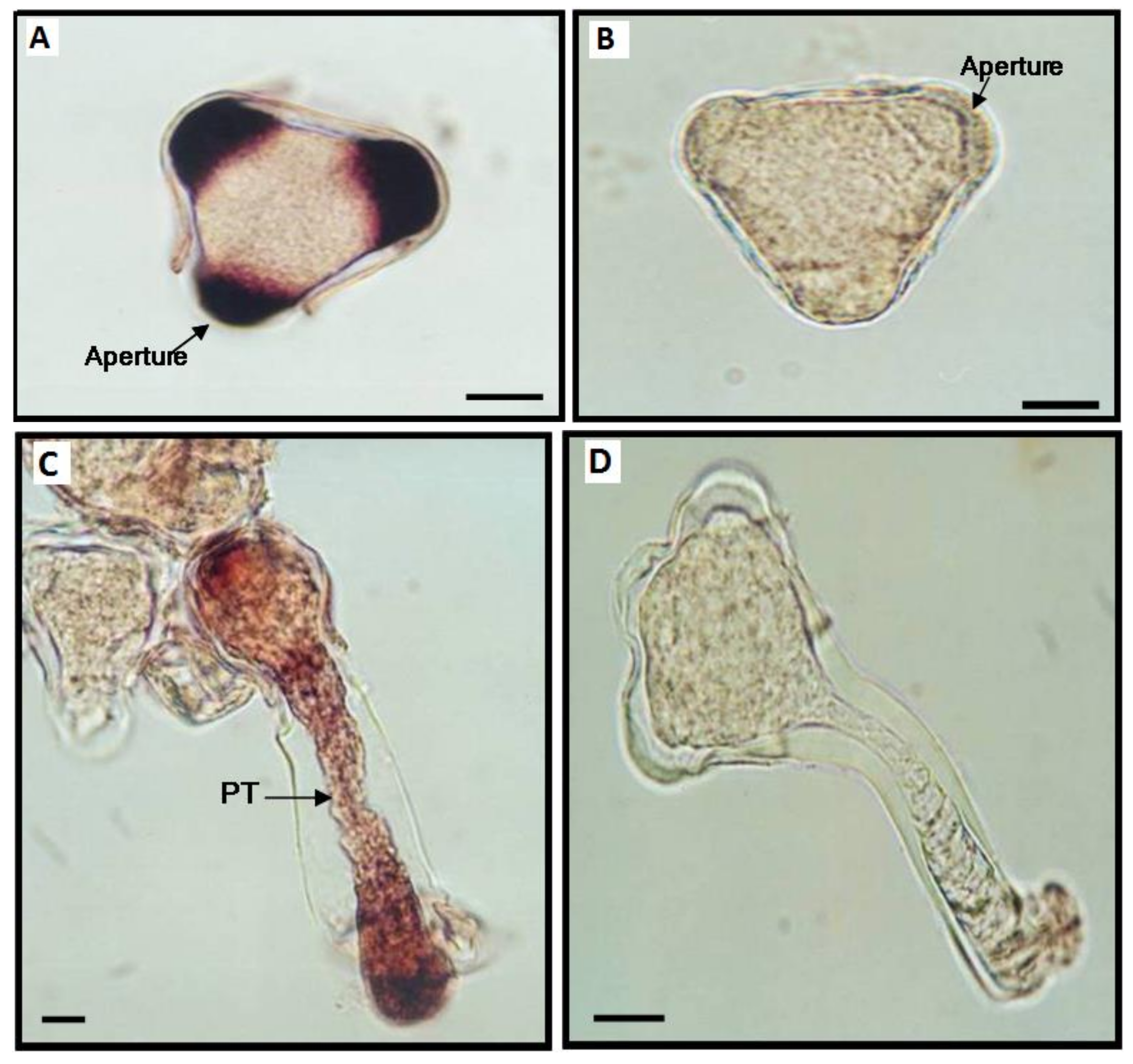 Viruses 13 00358 g007 Viruses 13 00358 g007